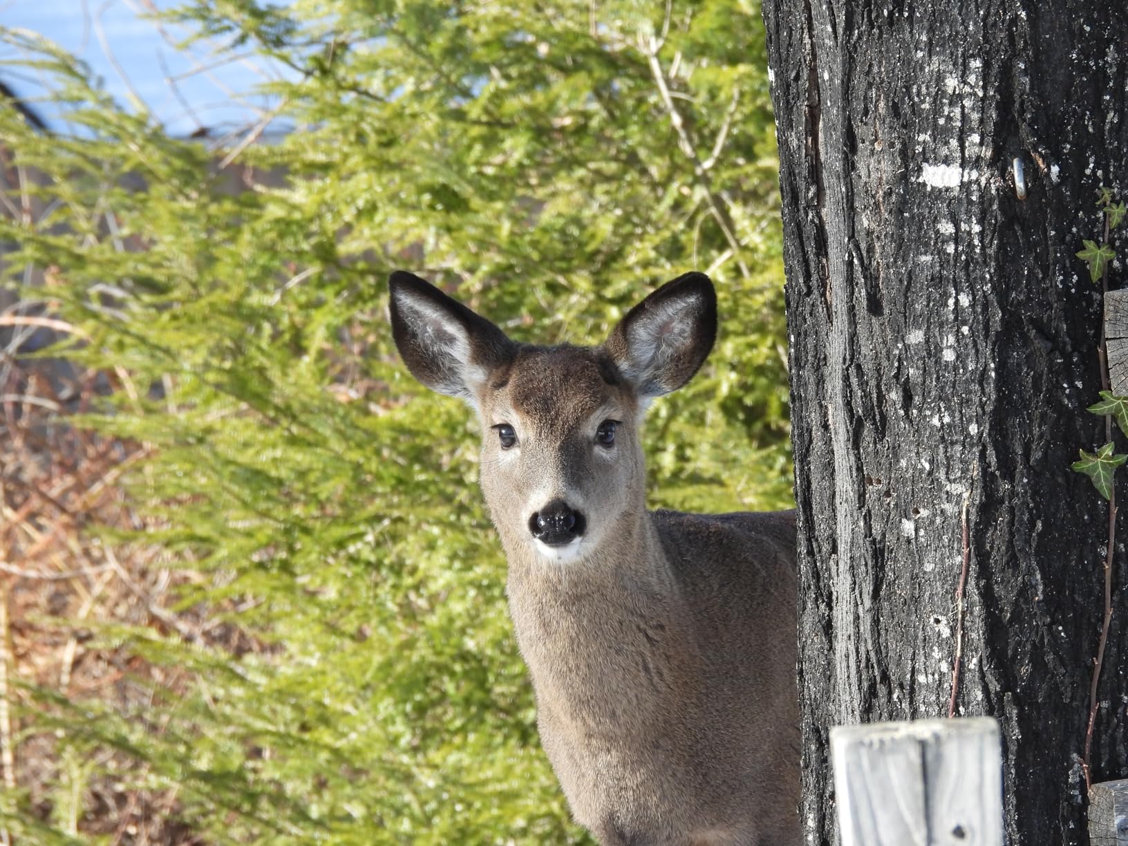 NIkon COOLPIX P950 Superzoom Digital Camera | 83x Optical Zoom with Image Stabilization 16 MP 4K Ultra HD Video Wi-Fi Connectivity RAW Format and Rotating LCD Screen (Black) customer photo 2