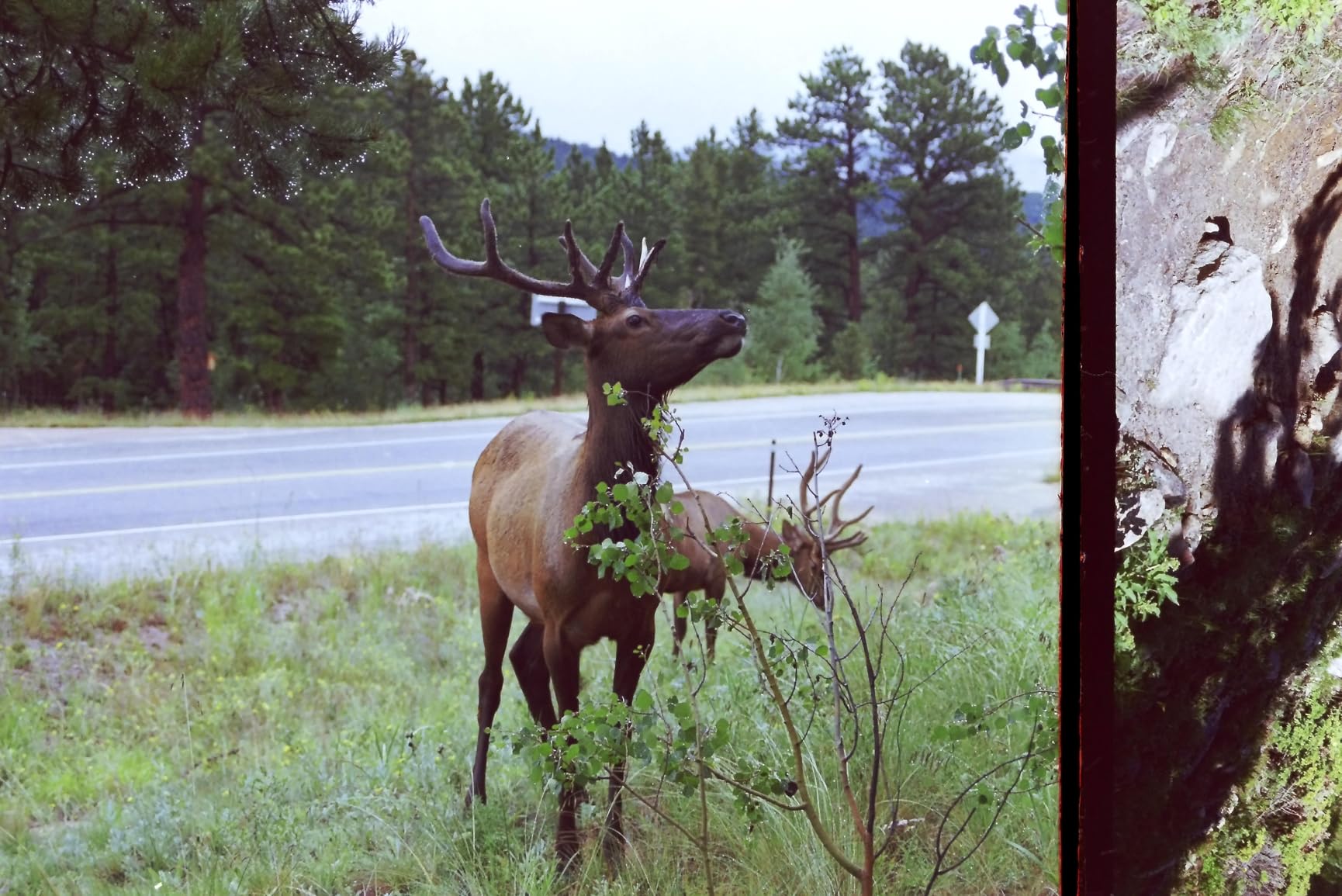 KODAK Slide N SCAN Film & Slide Scanner Digitizer with 5