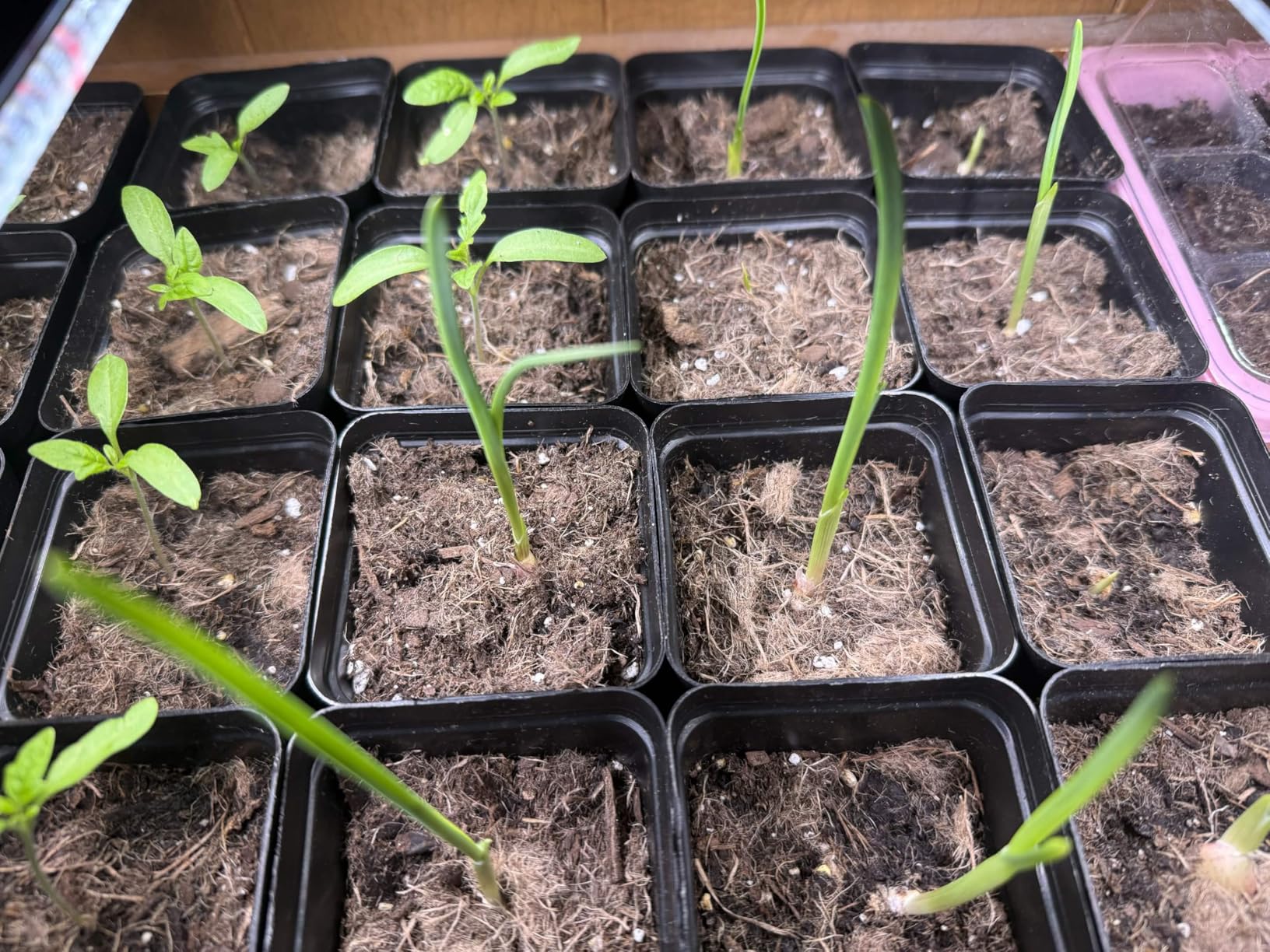 GooingTop LED Grow Light,6000K Full Spectrum Clip Plant Growing Lamp with White Red LEDs for Indoor Plants,5-Level Dimmable,Auto On Off Timing 4 8 12Hrs customer photo 1