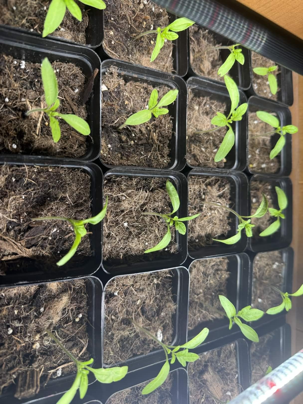 GooingTop LED Grow Light,6000K Full Spectrum Clip Plant Growing Lamp with White Red LEDs for Indoor Plants,5-Level Dimmable,Auto On Off Timing 4 8 12Hrs customer photo 2