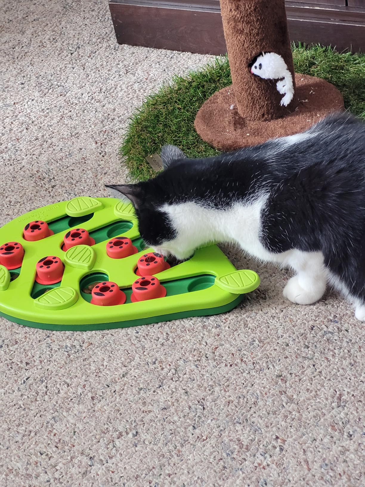 Catstages Nina Ottosson Buggin' Out Puzzle & Play - Interactive Cat Puzzle Feeder for Indoor Cats, 16 Hidden Treat Compartments, Slow Feeder, Durable & Easy-Clean, 13in x 9.5in customer photo 2