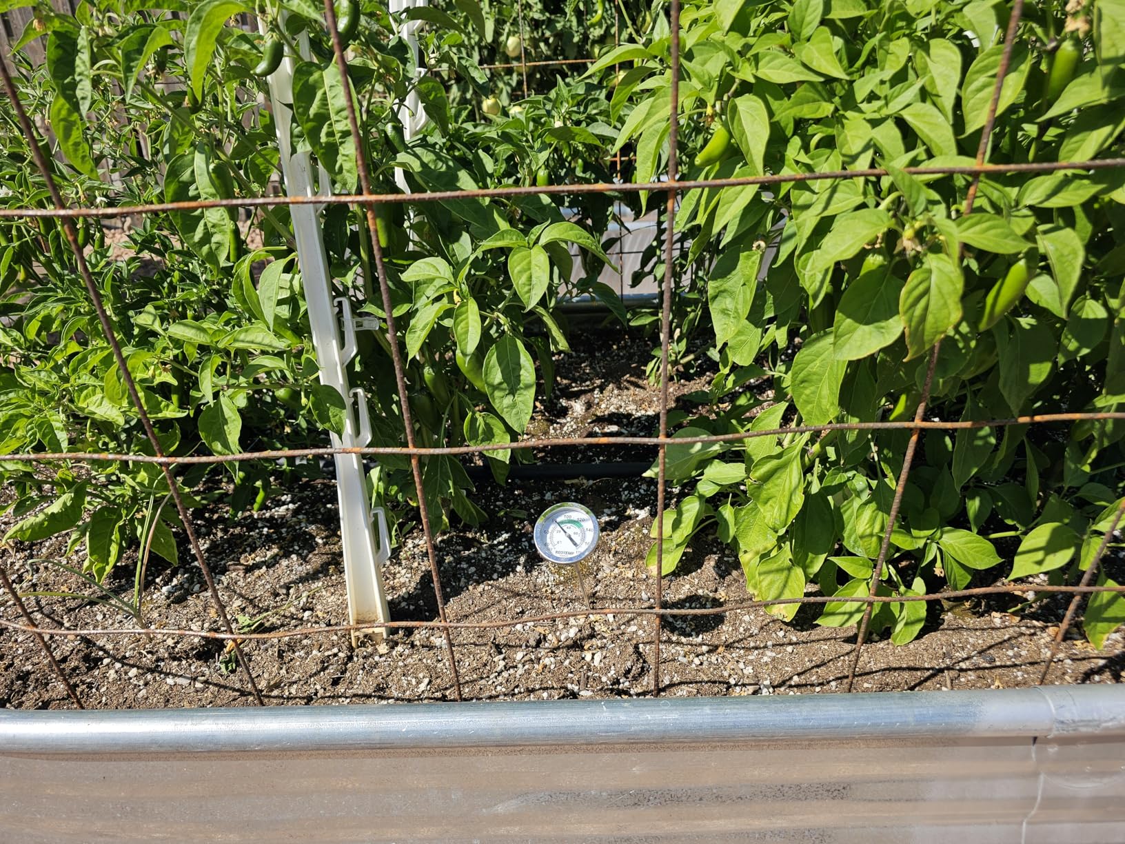 Reotemp K83B1 12 Inch Soil & Compost Thermometer with Digital Composting Guide, 32-178 Fahrenheit and Celsius customer photo 2