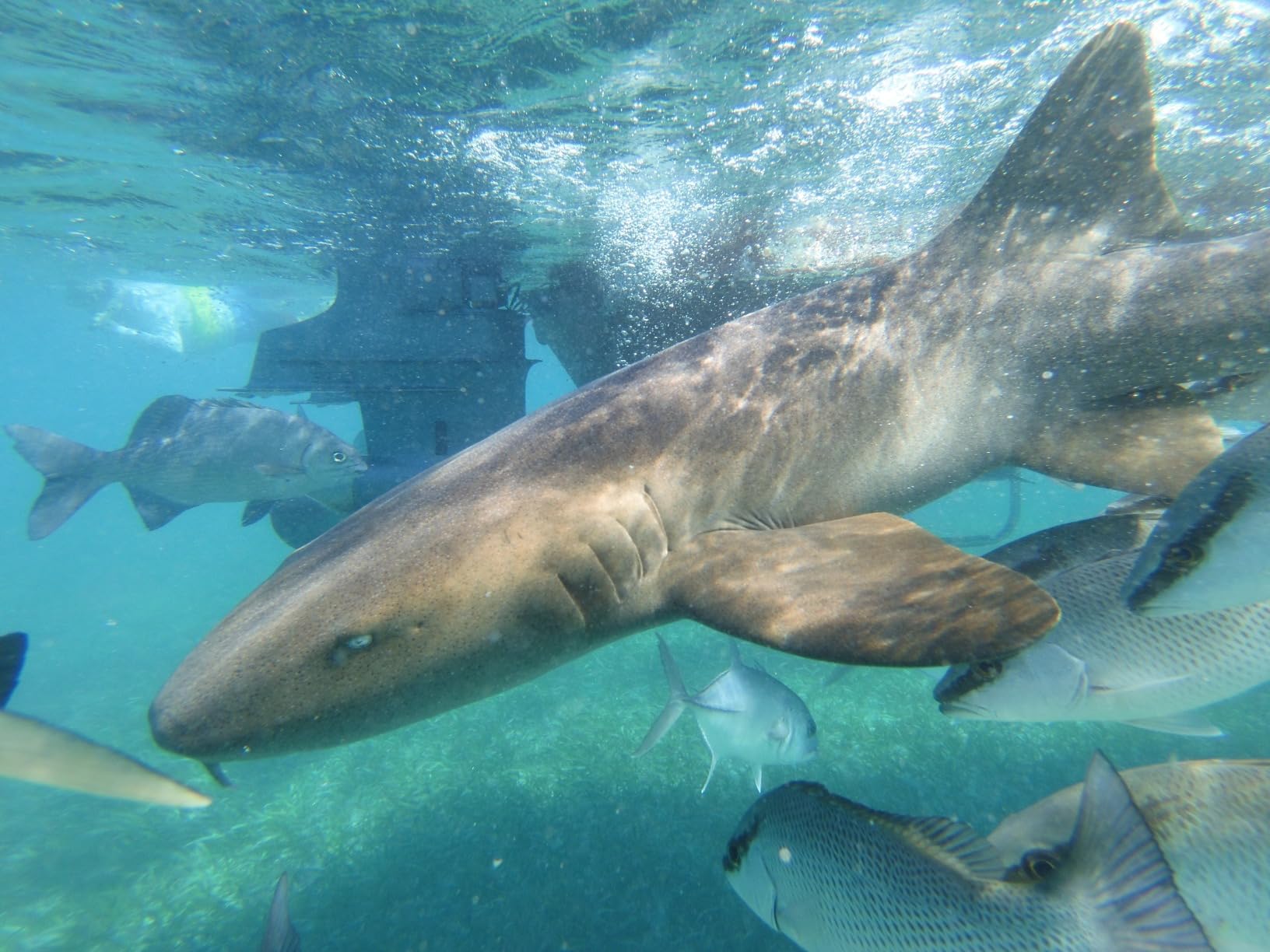 SeaLife Micro 3.0 64GB, 16mp, 4K Underwater Camera for Underwater Photography and Video, Easy Set-up, Wireless Transfer; Includes case, Wrist Strap customer photo 1