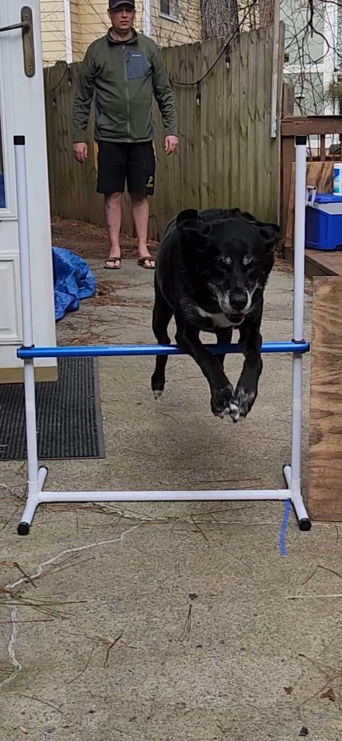 Better Sporting Dogs Complete Starter Agility Set for Dogs | 5 Piece Dog Agility Kit | Agility Jump | Tire Jump | Weave Poles | 10' Tunnel with Sandbags | Pause Box customer photo 1