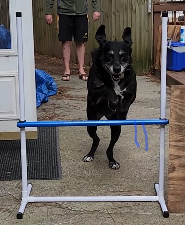 Better Sporting Dogs Complete Starter Agility Set for Dogs | 5 Piece Dog Agility Kit | Agility Jump | Tire Jump | Weave Poles | 10' Tunnel with Sandbags | Pause Box customer photo 2