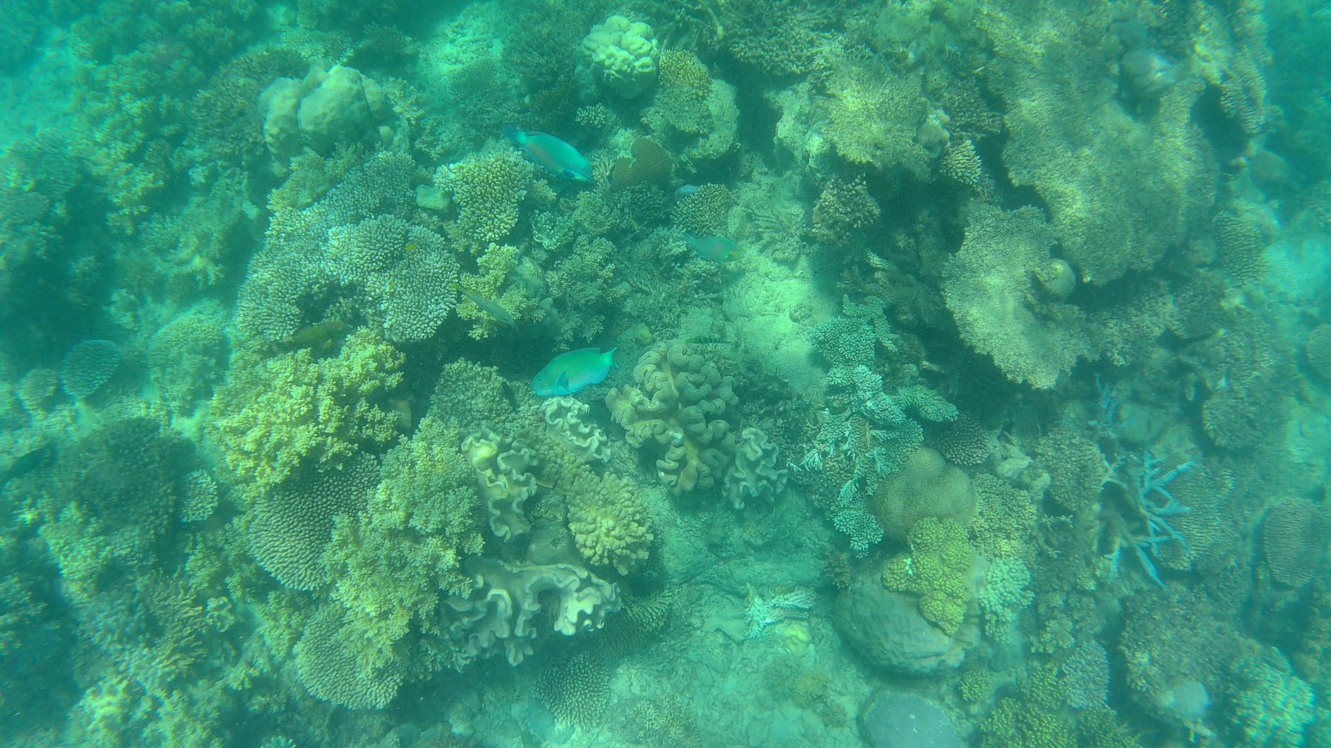 AKASO Brave 7 LE 4K30FPS 20MP WiFi Action Camera with Touch Screen EIS 2.0 Zoom Remote Control 131 Feet Underwater Camera with 2X 1350mAh Batteries Support External Microphone Vlog Camera customer photo 1