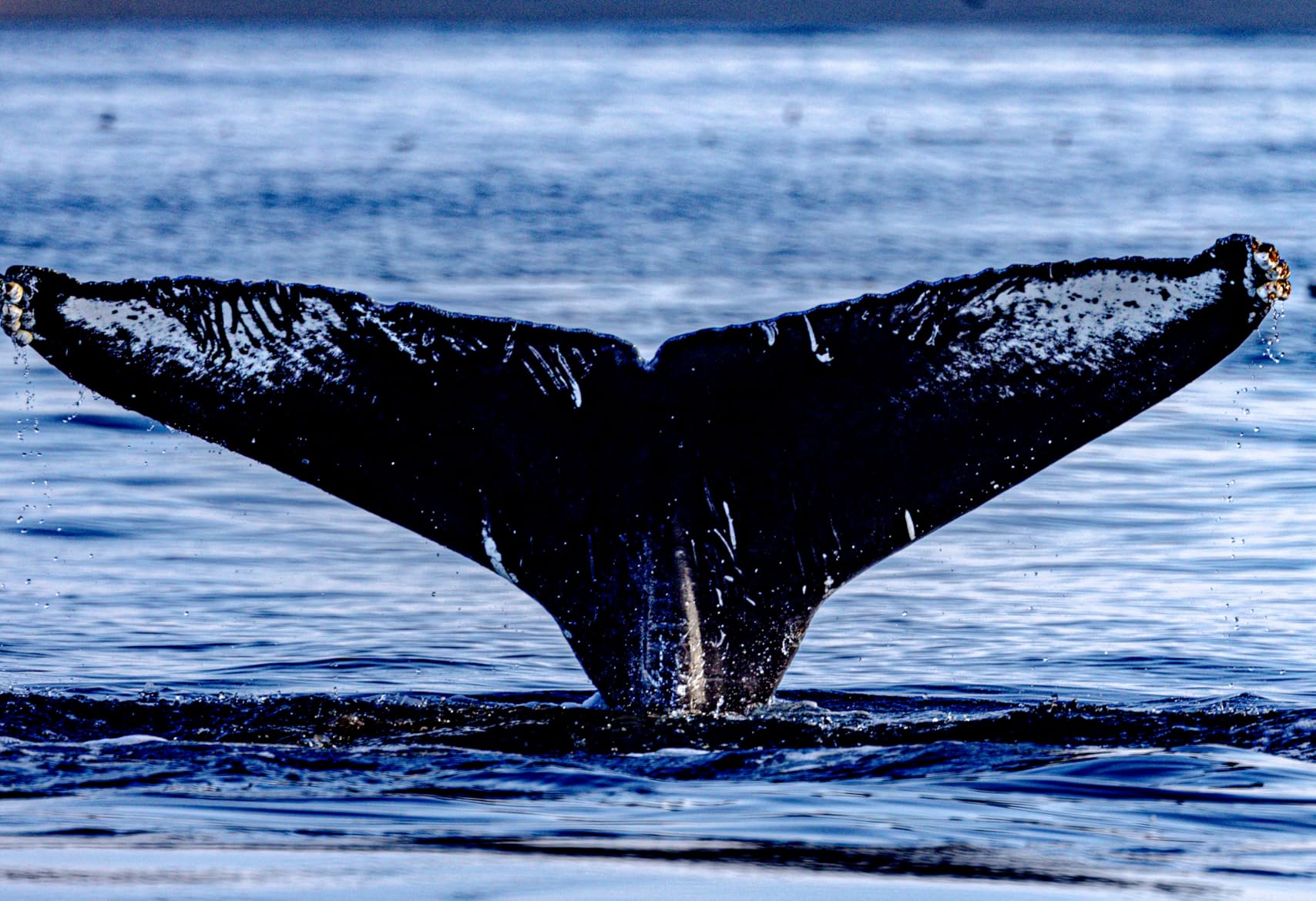 Canon RF100-500mm F4.5-7.1 L is USM Lens, Super-Telephoto Zoom Lens, Compatible with EOS R Series Mirrorless Cameras, White customer photo 2