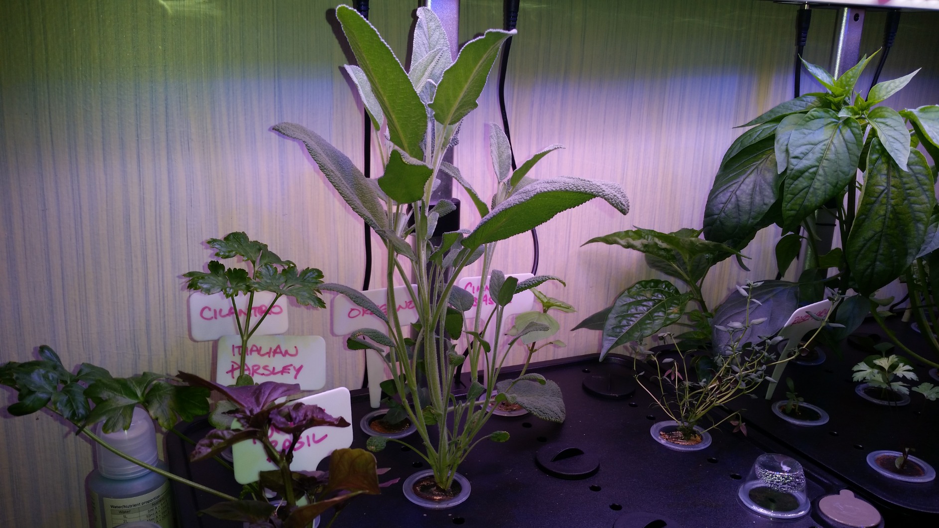 iDOO Hydroponics Growing System Kit 12Pods, Indoor Herb Garden System, with LED Grow Light, Built-in Fan, Auto-Timer, Adjustable Height Up to 11.3