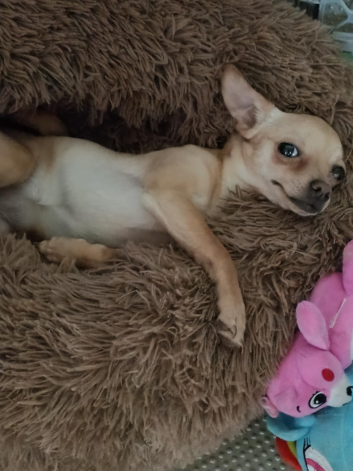 OYEFLY Dog Training Clicker with Wrist Strap Durable Lightweight Easy to Use, Pet Training Clicker for Cats Puppy Birds Horses. Perfect for Behavioral Training 2-Pack (Black and Water Lake Blue) customer photo 2