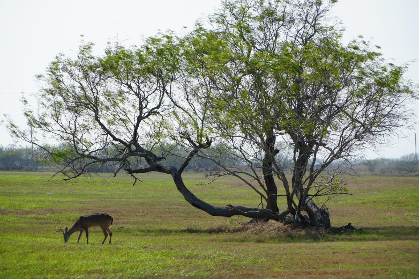 70-300mm F/4.5-6.3 Di III RXD for Sony Mirrorless Full Frame/APS-C E-Mount (Tamron 6 Year Limited USA Warranty), Black customer photo 2