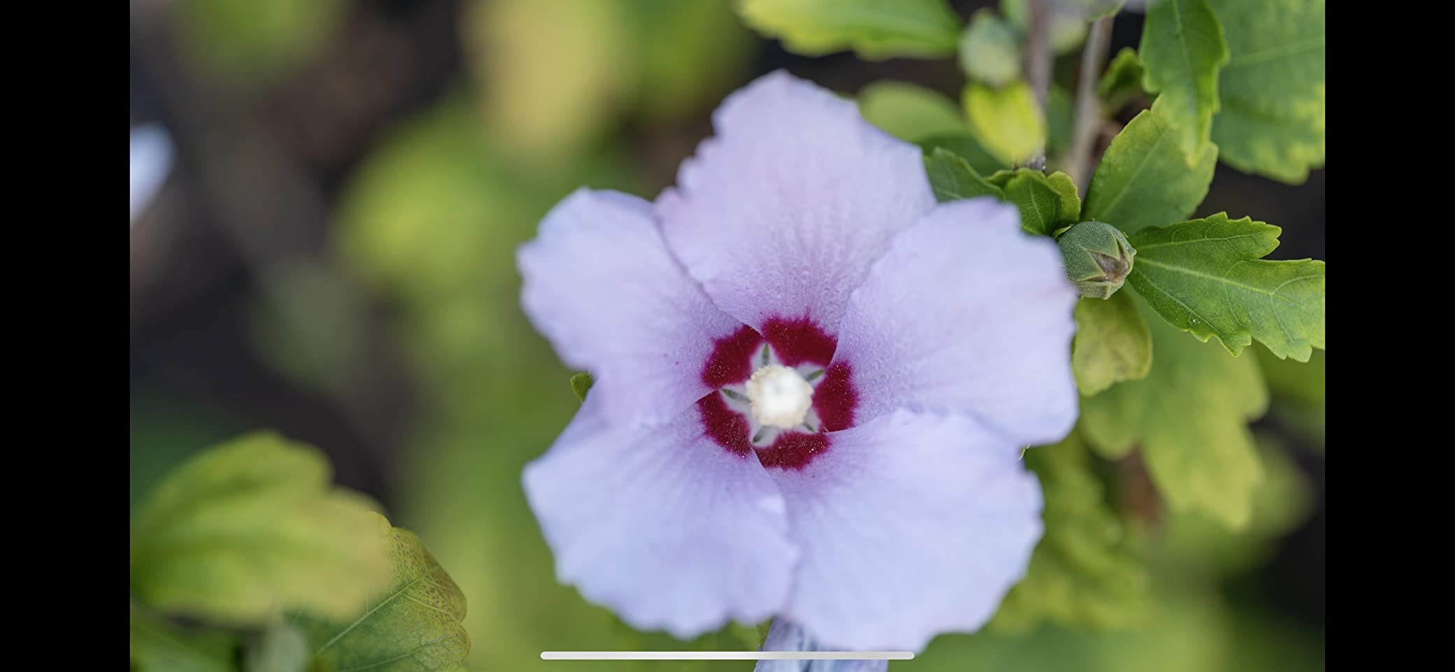 105mm F2.8 DG DN Macro Art (Sony E-mount) customer photo 1