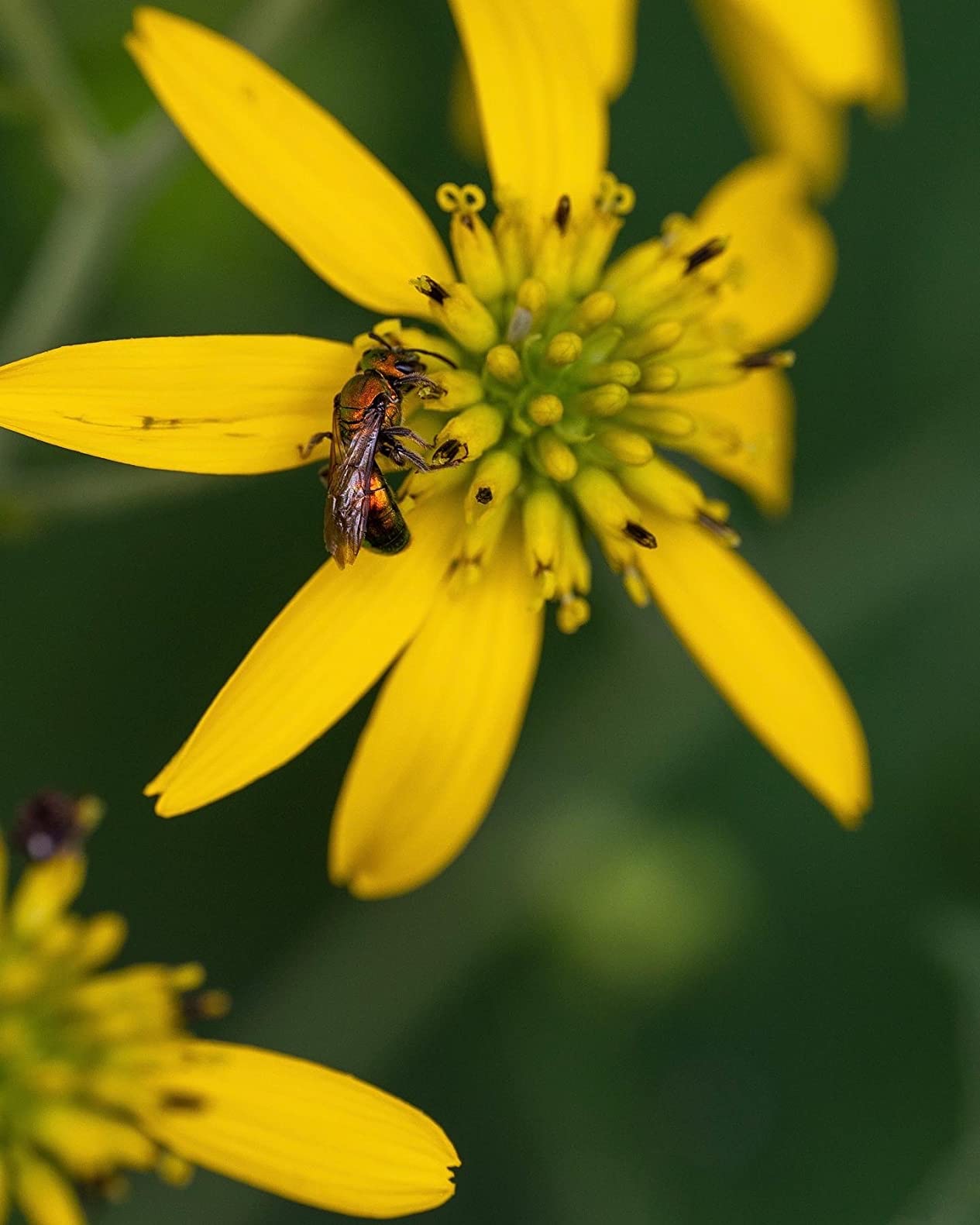 105mm F2.8 DG DN Macro Art (Sony E-mount) customer photo 2