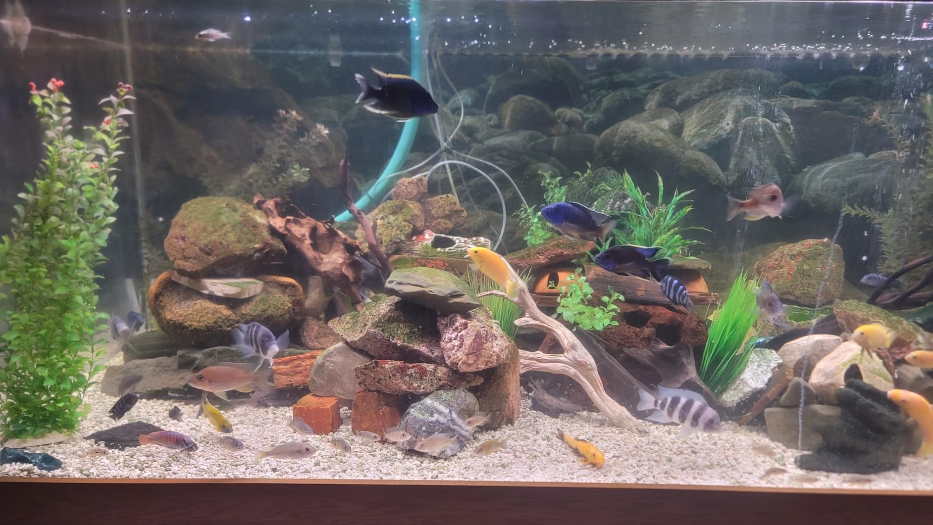 hygger Advanced LED Aquarium Light with Timer, 24/7 Lighting Cycle and DIY Mode, Full Spectrum Fish Tank Light for 48-54 in Freshwater Planted Tank customer photo 1