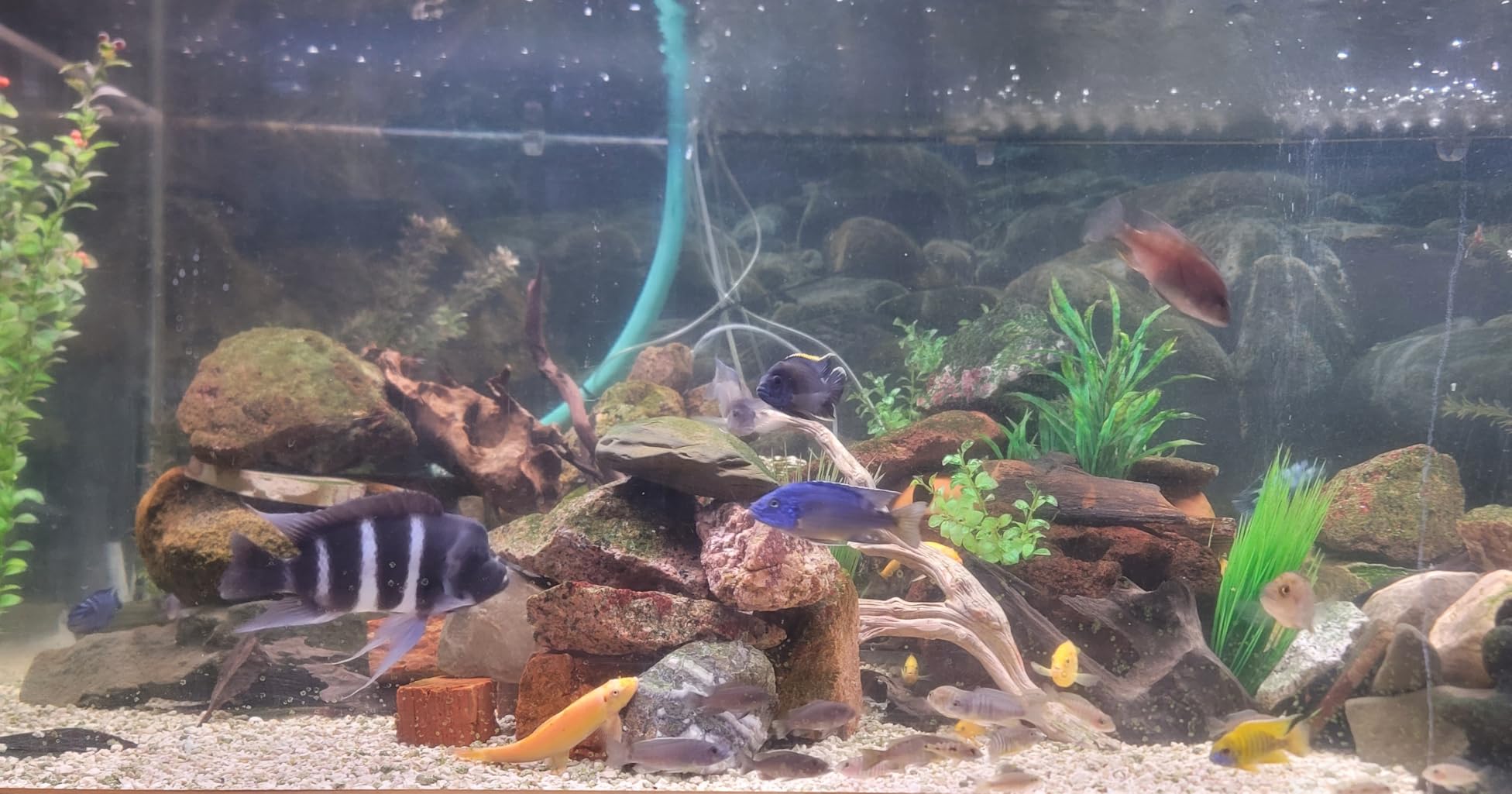 hygger Advanced LED Aquarium Light with Timer, 24/7 Lighting Cycle and DIY Mode, Full Spectrum Fish Tank Light for 48-54 in Freshwater Planted Tank customer photo 2