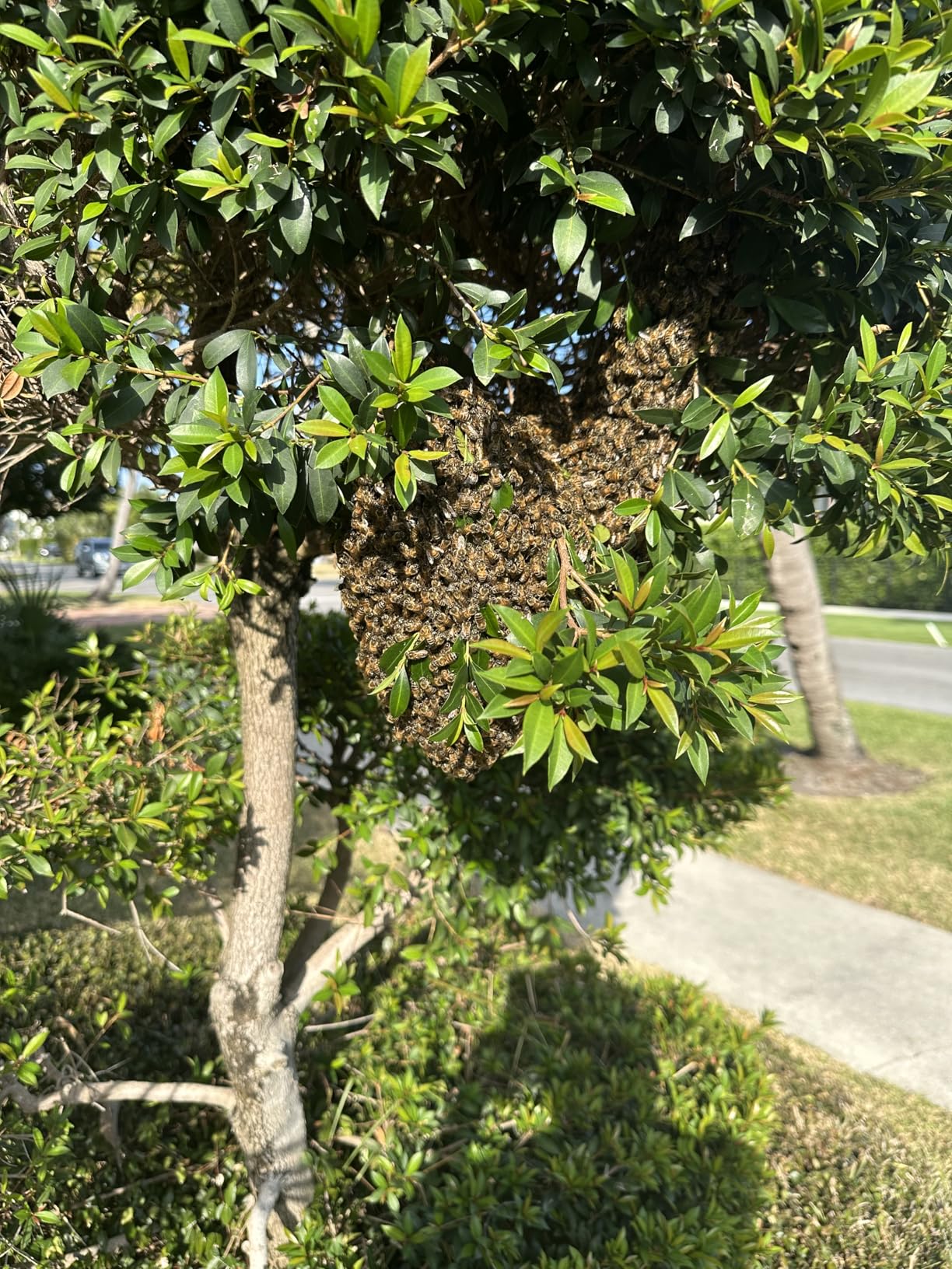 Beehive Starter Kit 8-Frame Bee Boxes and Frames Starter Kit Wax Coated Bee Hives and Supplies Starter Kit Including Beekeeping Tools Kit with Beekeeping Veil customer photo 2