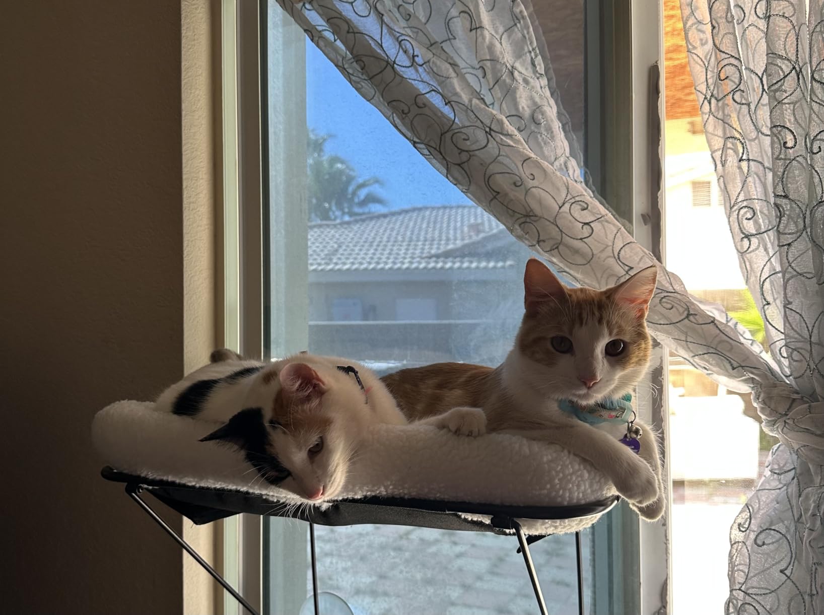 Zakkart Cat Window Perch - 100% Metal Supported from Below - Comes with Warm Spacious Pet Bed - Cat Window Hammock for Large Cats & Kittens - for Sunbathing, Napping & Overlooking (White) customer photo 1