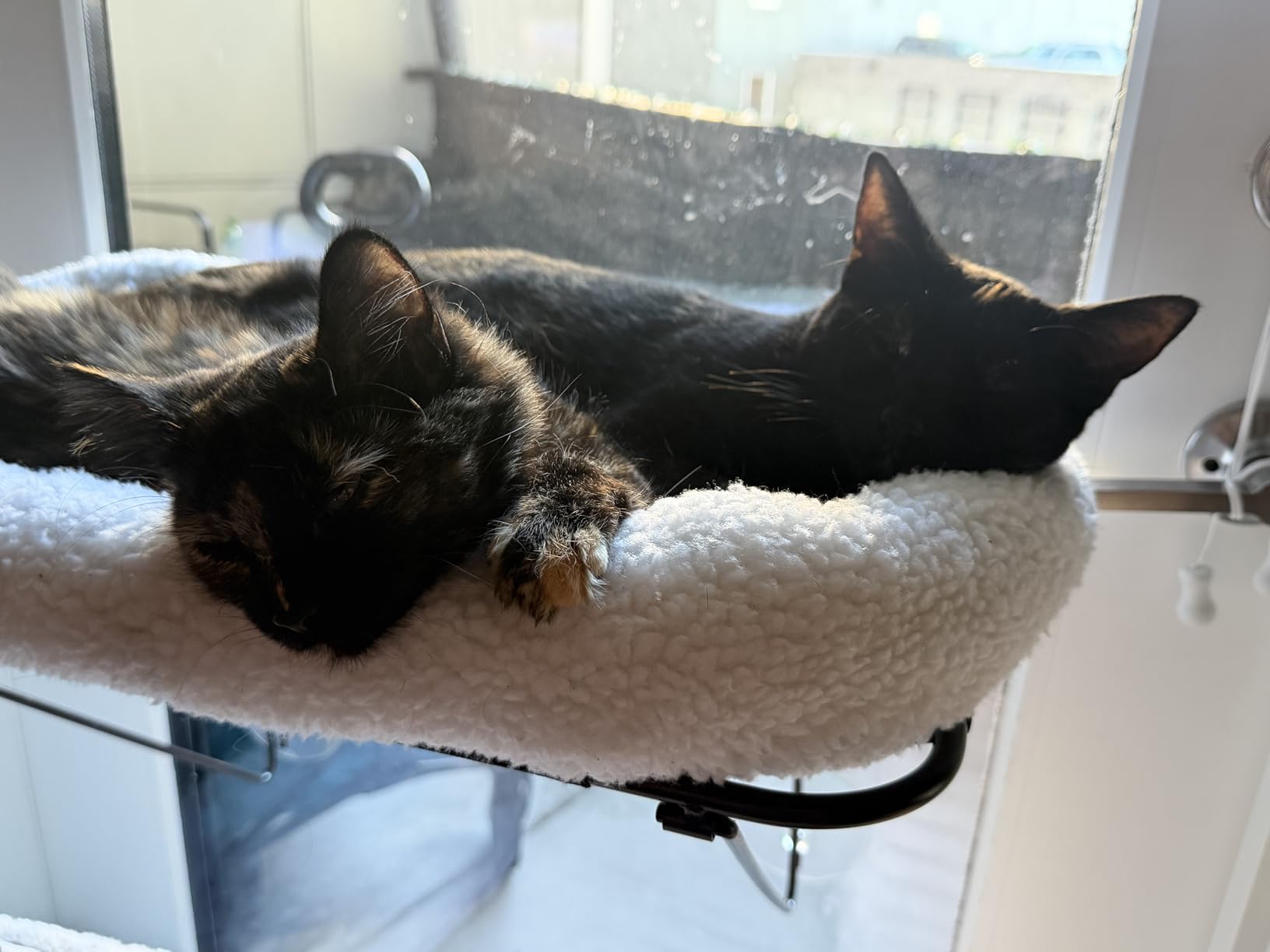 Zakkart Cat Window Perch - 100% Metal Supported from Below - Comes with Warm Spacious Pet Bed - Cat Window Hammock for Large Cats & Kittens - for Sunbathing, Napping & Overlooking (White) customer photo 2