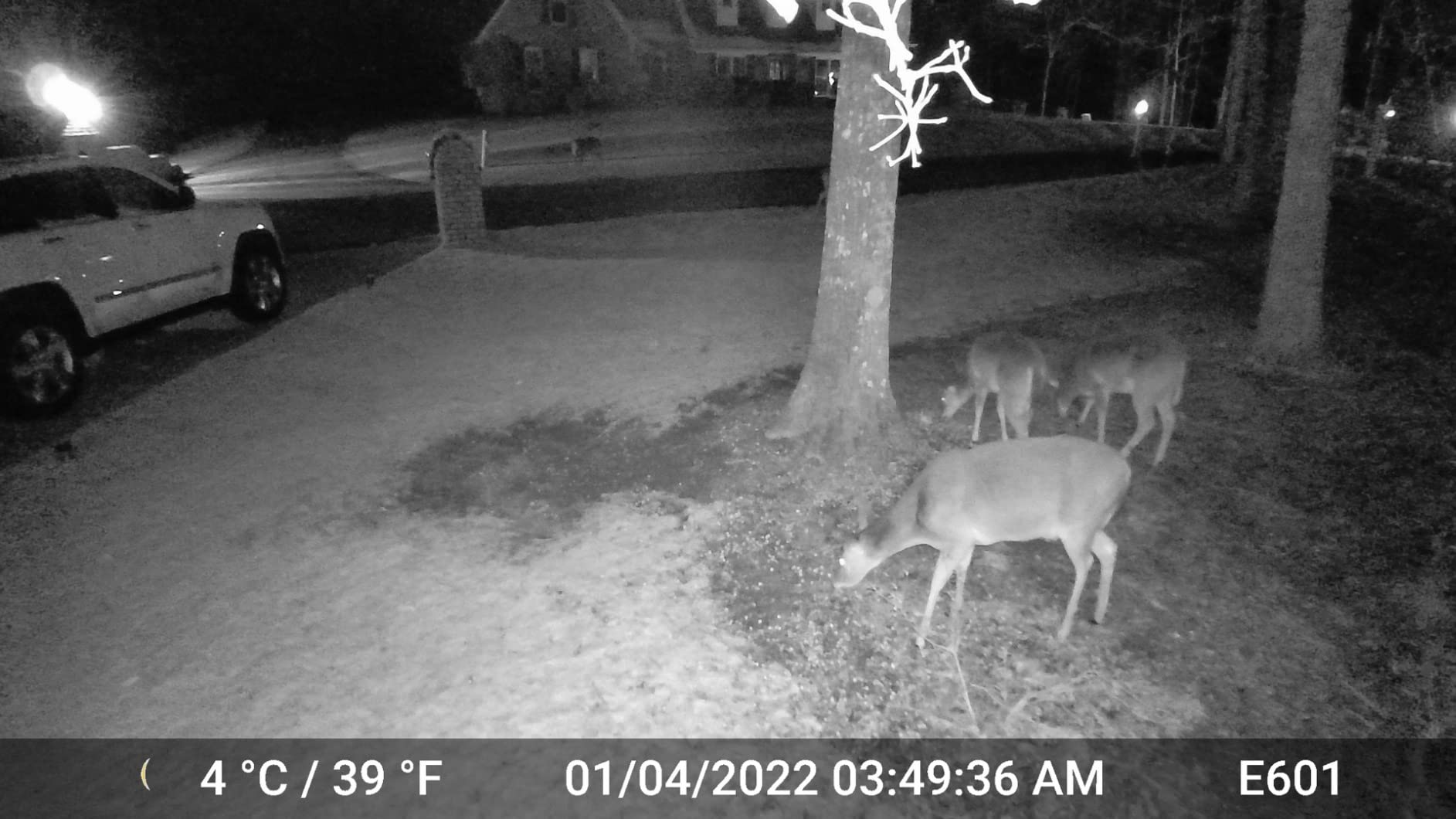 GardePro E6 WiFi Trail Camera (Non-Cellular), 48MP Photos, 1296P HD Video, App Control with Live View, 110° Wide-Angle, No-Glow Night Vision, Motion Activated customer photo 1