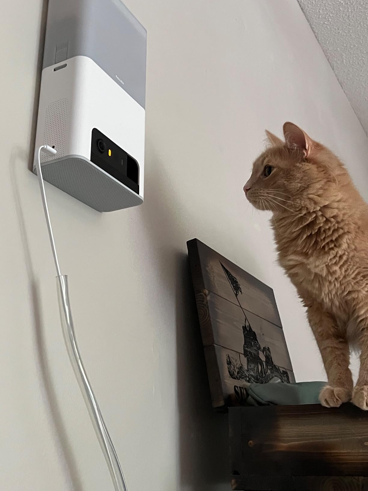 Petcube Bites 2 Lite Interactive WiFi Pet Monitoring Camera with Phone App and Treat Dispenser, 1080p HD Video, Night Vision, Two-Way Audio, Sound and Motion Alerts, Cat and Dog Monitor customer photo 1