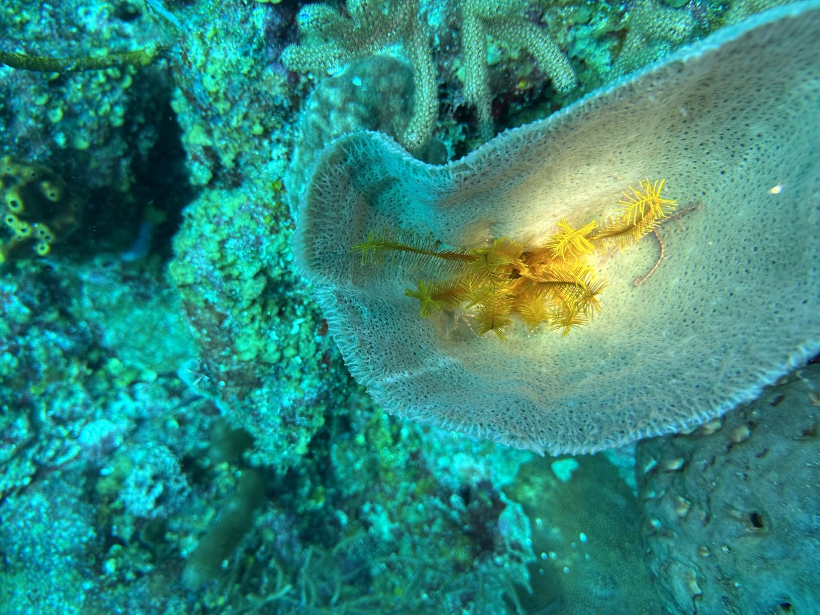 ORCATORCH D710 Scuba Diving Light, 3000 Lumens Super Bright Underwater Flashlight with 6 Degrees Narrow Beam, IP68 Waterproof Night Dive Torch 150 Meters Submersible Light (Black) customer photo 1