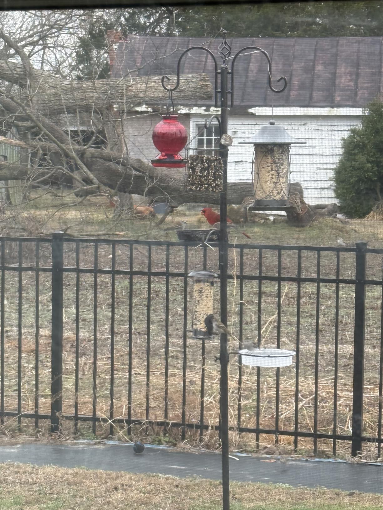 Bird Feeding Station Kit with Squirrel Baffle Bird Feeder Pole with Suet Cage Mesh Tray Fruit Hook Double W Hook for Attracting Wild Birds and Hanging Planter Hanger Lights customer photo 1