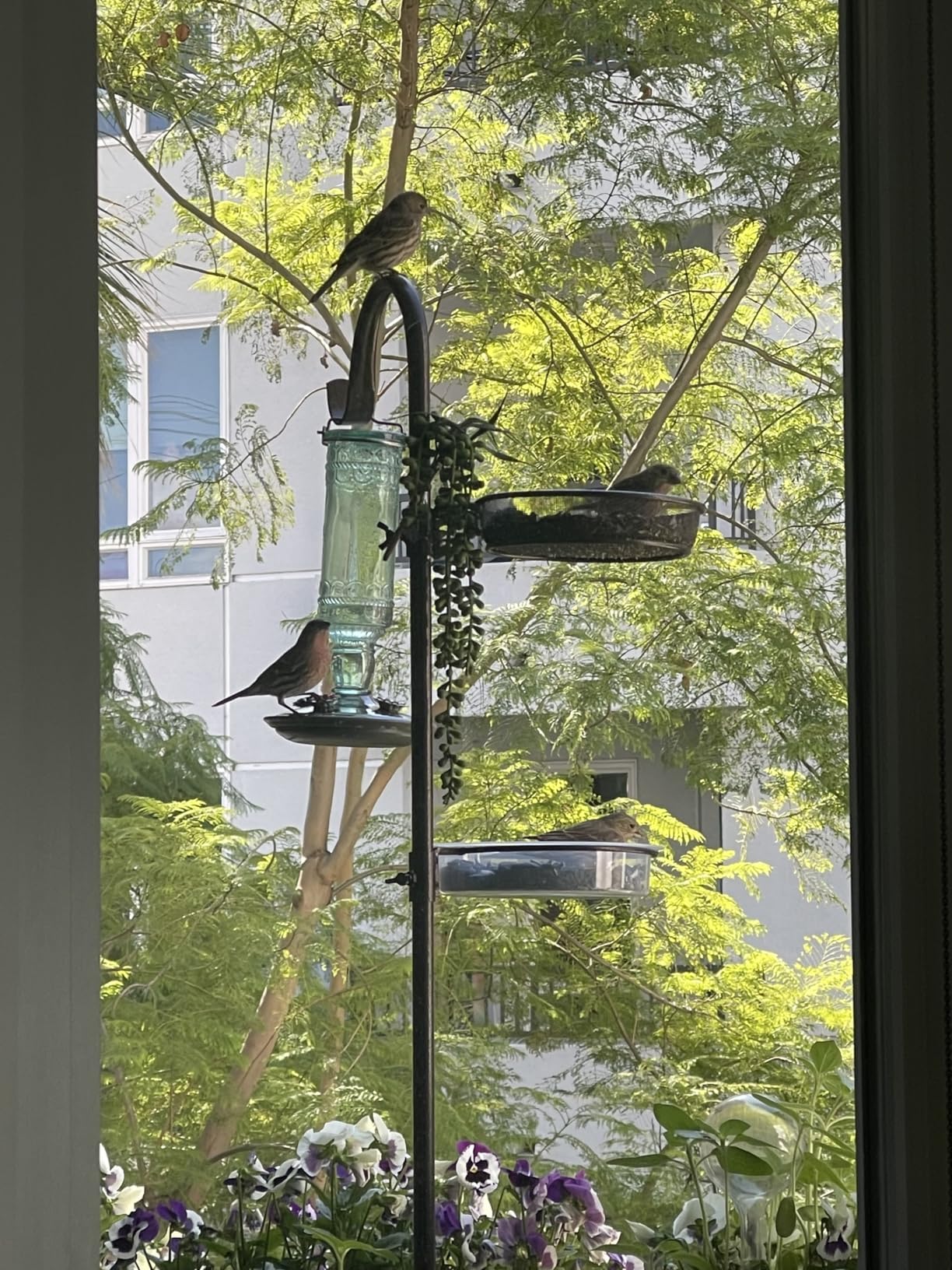 Bird Feeding Station Kit with Squirrel Baffle Bird Feeder Pole with Suet Cage Mesh Tray Fruit Hook Double W Hook for Attracting Wild Birds and Hanging Planter Hanger Lights customer photo 2