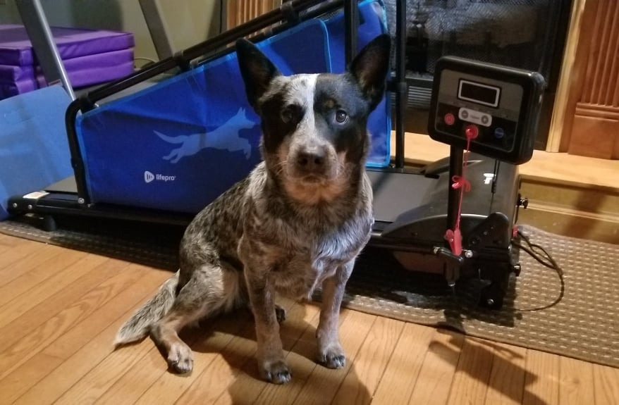 Lifepro PawRunner Dog Treadmill for Small & Medium Dogs up to 130lbs, Indoor Running Machine for Fitness, Compact & Durable Pacer Treadmill for Health and Exercise customer photo 1