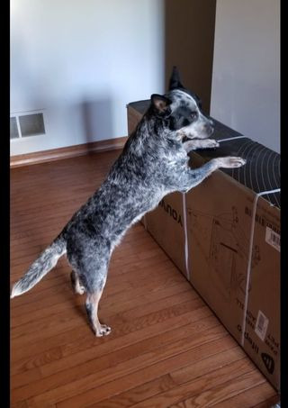 Lifepro PawRunner Dog Treadmill for Small & Medium Dogs up to 130lbs, Indoor Running Machine for Fitness, Compact & Durable Pacer Treadmill for Health and Exercise customer photo 2