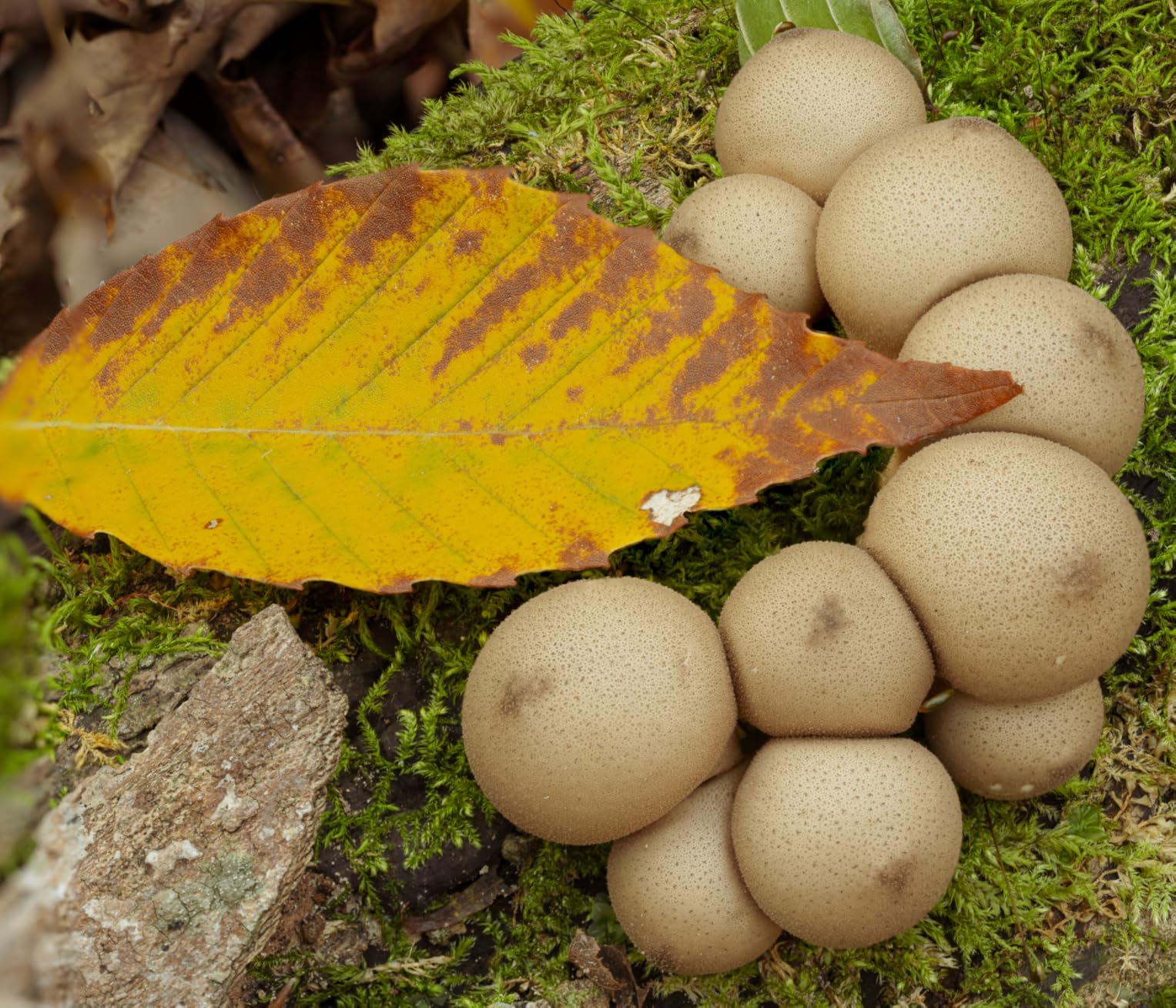 NIKKOR Z MC 105mm f/2.8 VR S | Professional macro prime lens for Z series mirrorless cameras | Nikon USA Model customer photo 1