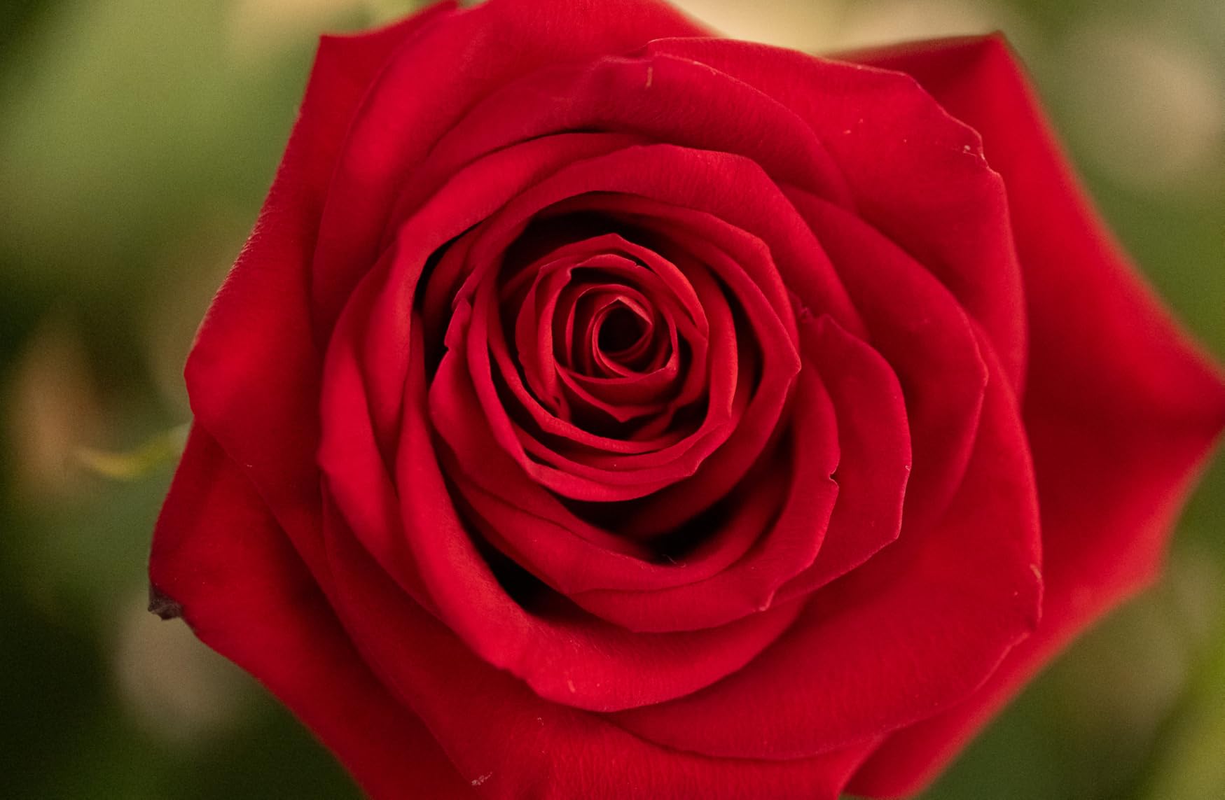 NIKKOR Z MC 105mm f/2.8 VR S | Professional macro prime lens for Z series mirrorless cameras | Nikon USA Model customer photo 2