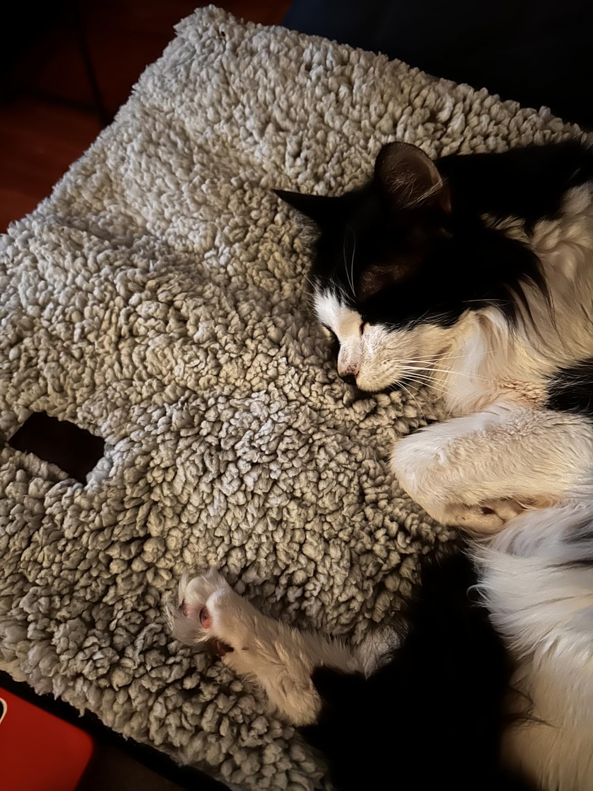 Self Warming Cat Bed Self Heating Cat Dog Mat 24 x 18 inch Extra Warm Thermal Pet Pad for Indoor Outdoor Pets with Removable Cover Non-Slip Bottom Washable Non Electric customer photo 1