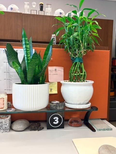 XLUX Long Probe Deep Use Soil Moisture Meter, Water Monitor Indicator Sensor, Hygrometer for Outdoor Indoor Large Pot Plants, Flower, Gardening, Farming customer photo 1