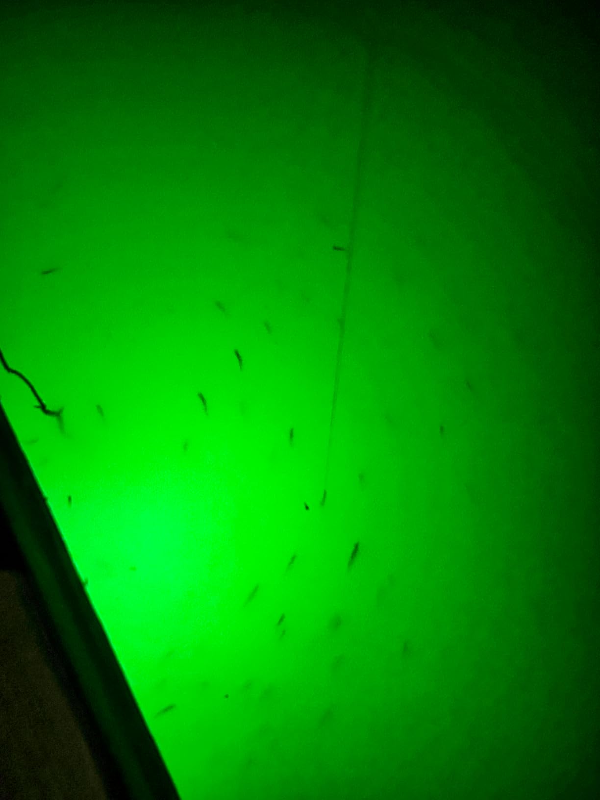 Linkstyle 12V Submersible Fishing Light, 2000LM Underwater Green Fish Attractants Lamp with 5M Cord for Boat Night Fishing customer photo 1