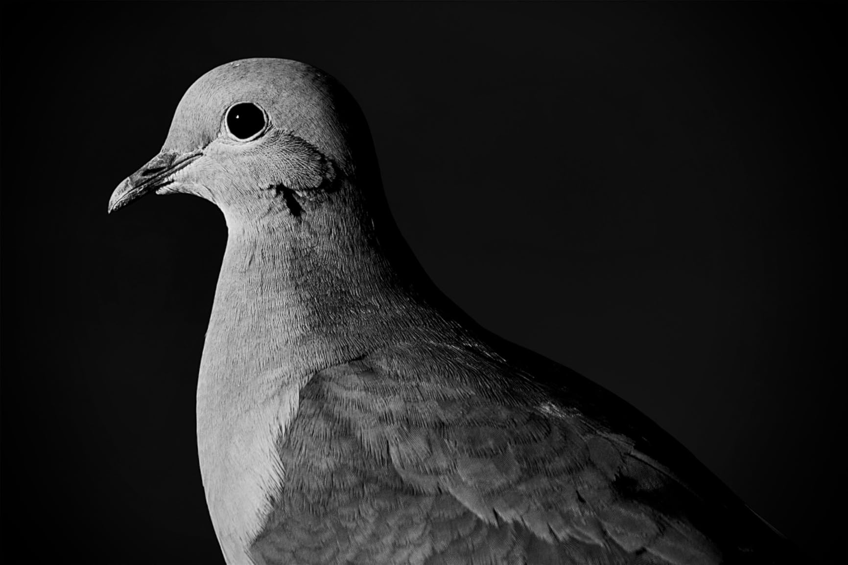 Canon RF100-400mm F5.6-8 is USM, Telephoto customer photo 1