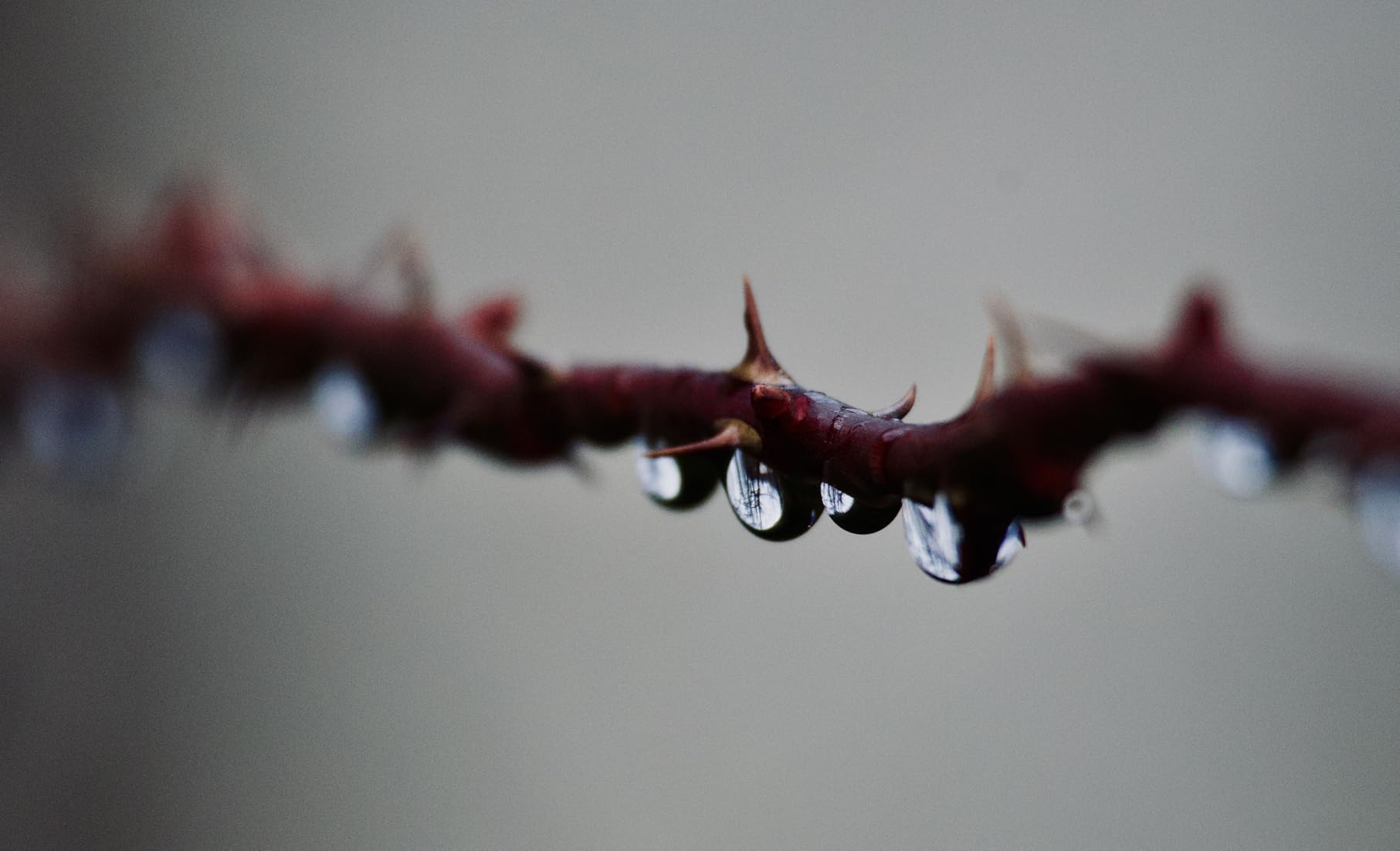 Canon RF100-400mm F5.6-8 is USM, Telephoto customer photo 2