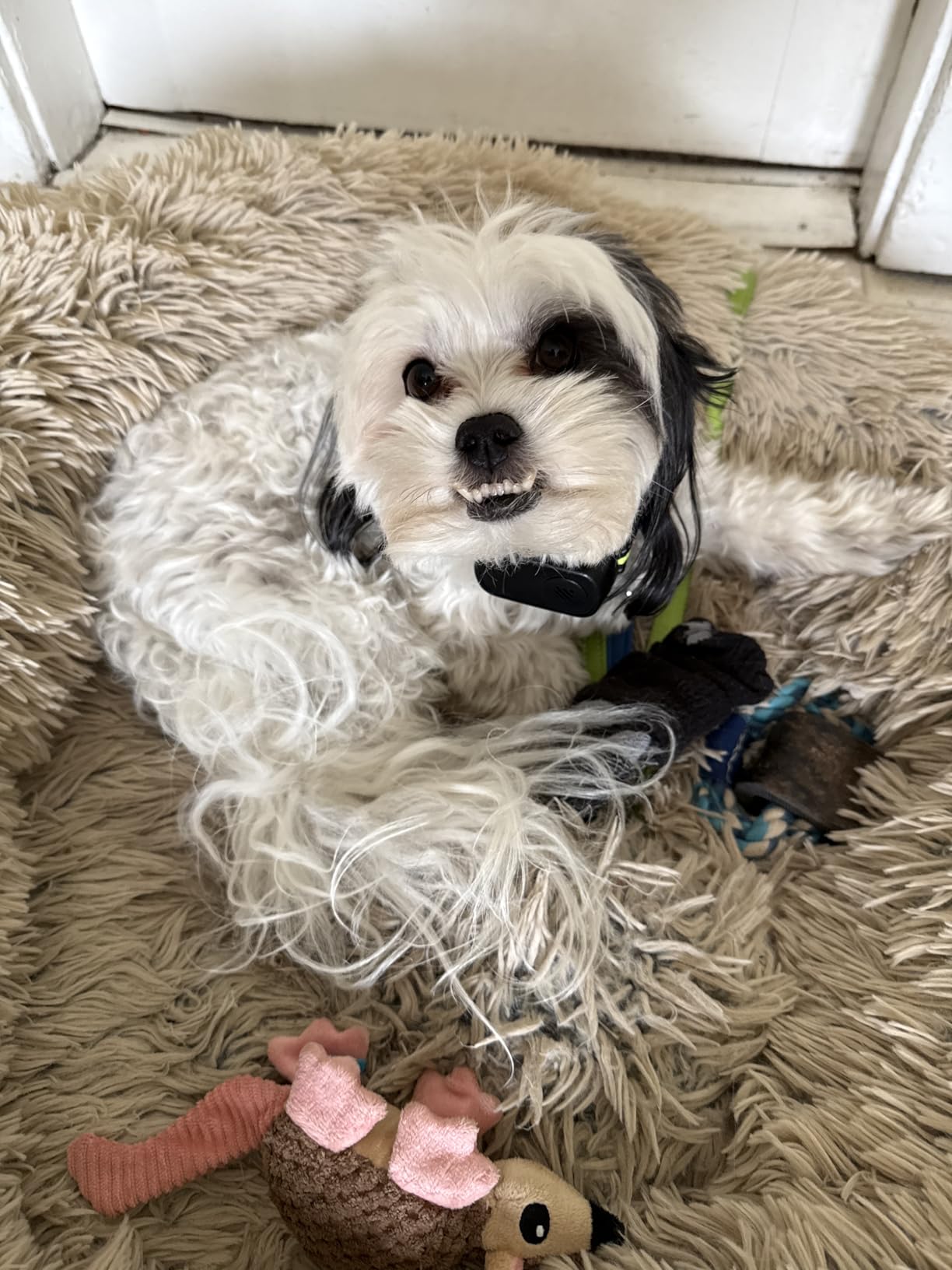 Rechargeable Dog Bark Collar with Beep Vibration and Shock, Anti Barking Collar for Small Medium Large Dogs, Humane Dog Training Device with 5 Adjustable Sensitivity Levels customer photo 1