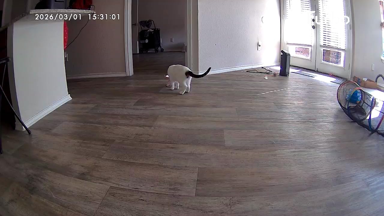 Furbo 360° Dog Camera: Pet Security Cam w/Barking Alerts, Rotating View, Treat Toss w/Phone App, Smart Home Puppy Monitoring, 2-Way Speaker, No Subscription Needed customer photo 1