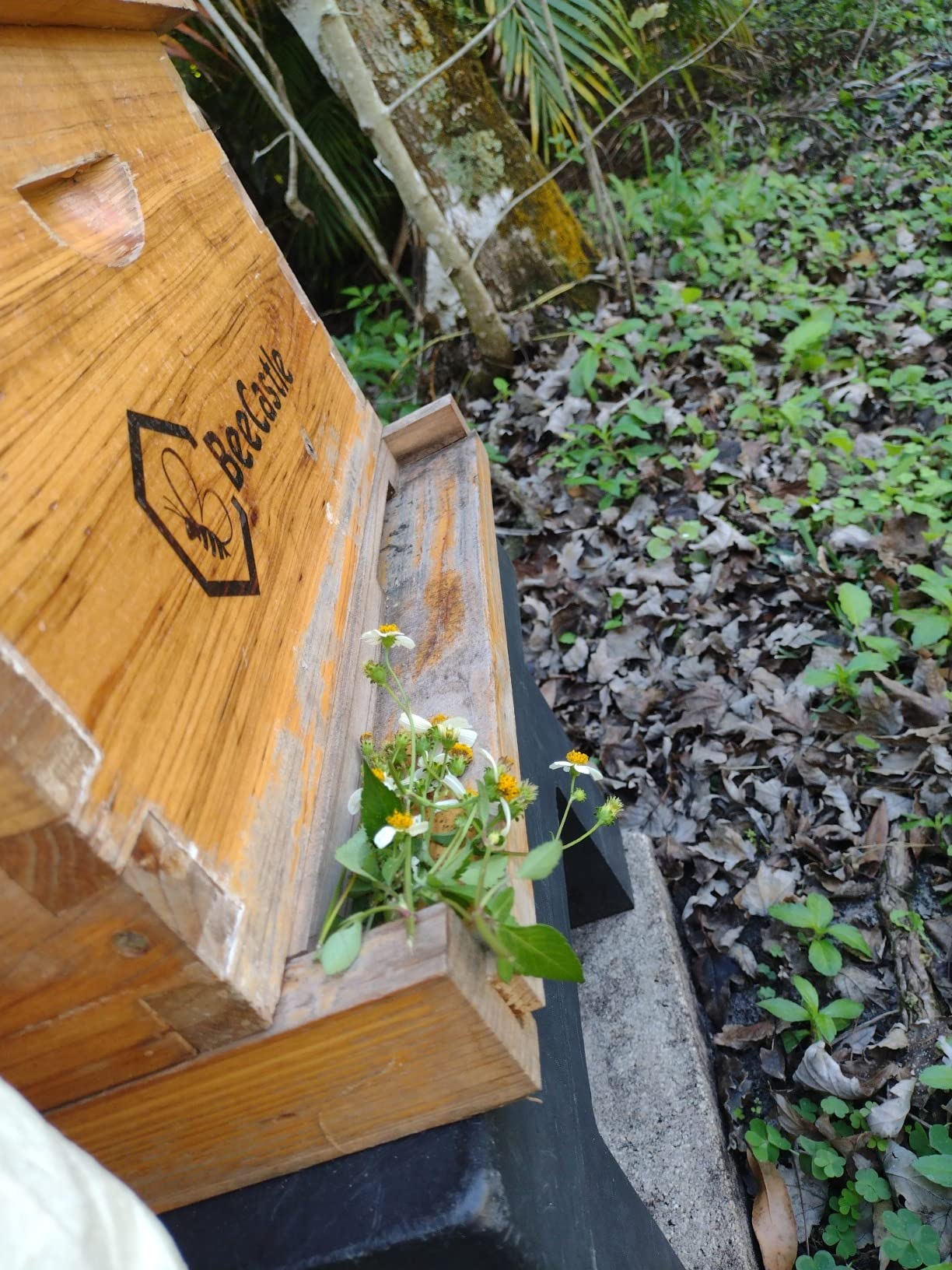 BeeCastle 10-Frame Bee Hives and Supplies Starter Kit,Beehive Kit Dipped in 100% Beeswax,Bee Keeping Supplies-All Beginners Kit Includes Beekeeping Supplies Tool Set and Bee Suit. customer photo 2