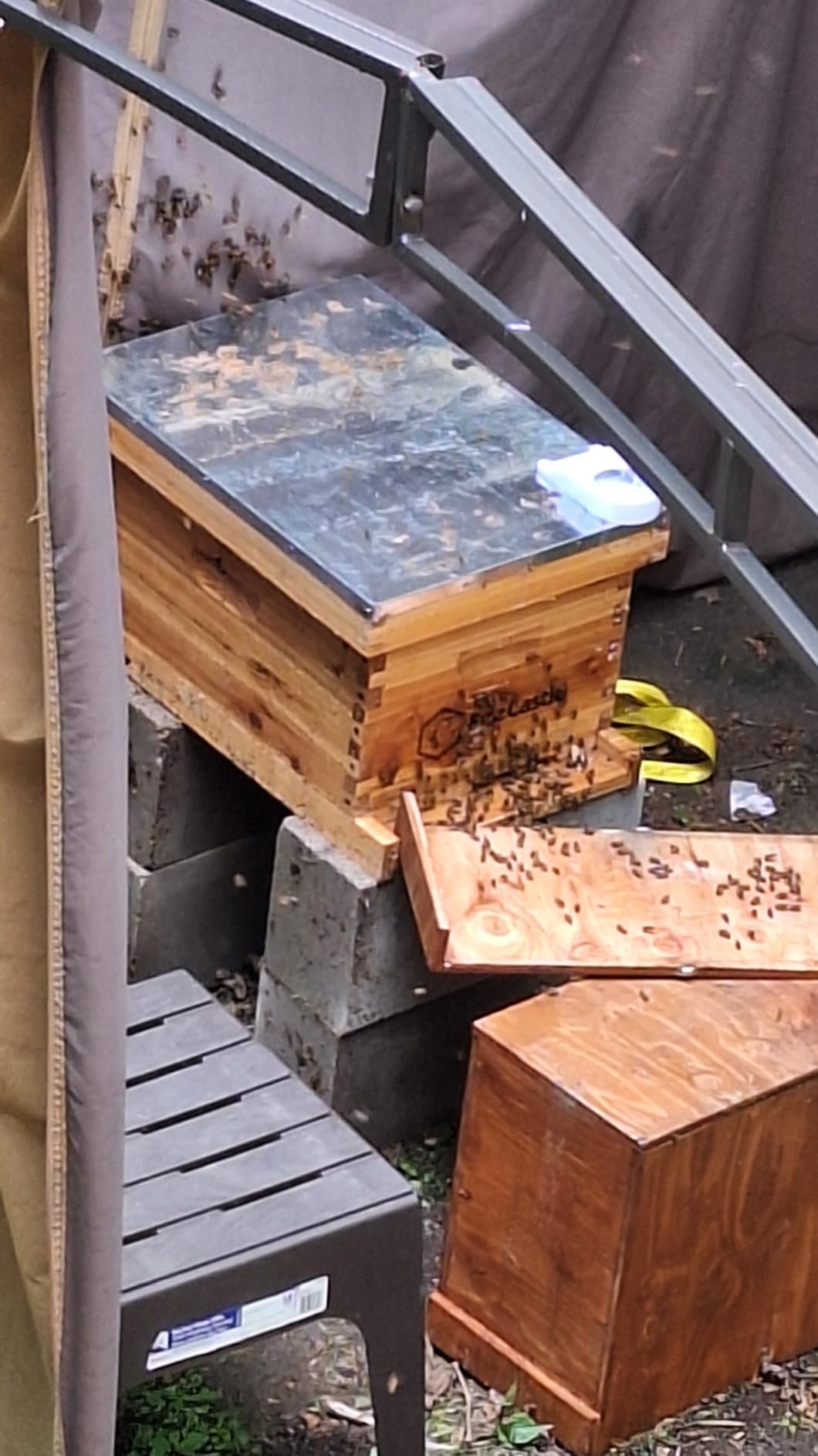 BeeCastle 8-Frame Bee Hives and Supplies Starter Kit,Beehive Kit Dipped in 100% Beeswax,Bee Keeping Supplies-All Beginners Kit Includes Beekeeping Supplies Tool Set and Bee Suit. customer photo 2