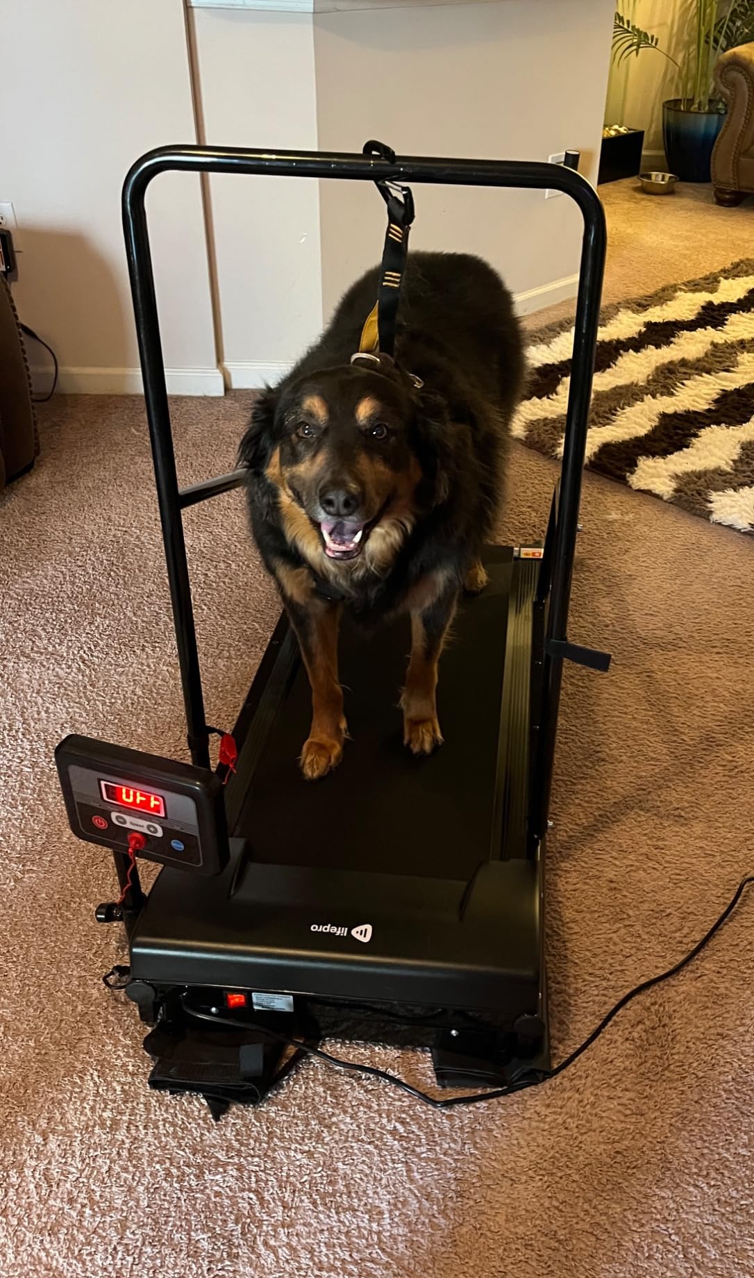 Lifepro PawRunner Dog Treadmill for Small & Medium Dogs, Pet Treadmill for Dogs up to 130lbs, Indoor Running Machine for Fitness, Compact & Durable Pacer Treadmill for Health and Exercise customer photo 1