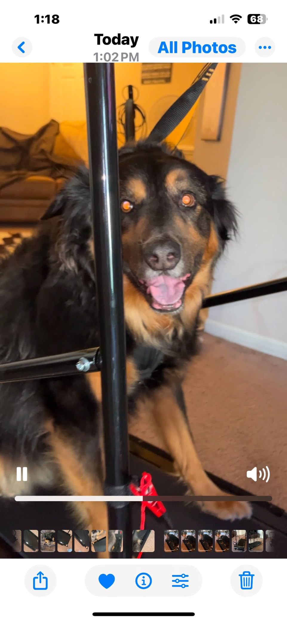 Lifepro PawRunner Dog Treadmill for Small & Medium Dogs, Pet Treadmill for Dogs up to 130lbs, Indoor Running Machine for Fitness, Compact & Durable Pacer Treadmill for Health and Exercise customer photo 2