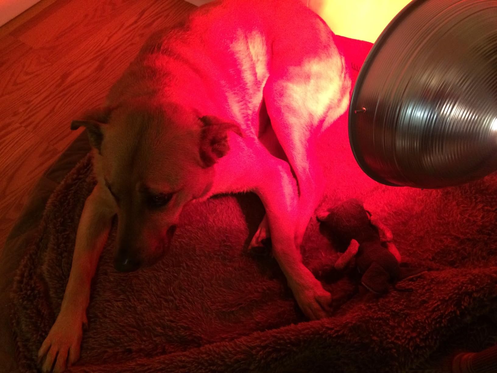 LED-Red-Light-Therapy-Device - 45W LED Panel Deep 660nm and Near-Infrared 850nm Light Combo for Skin Beauty, Pain Relief of Muscles and Joints customer photo 1