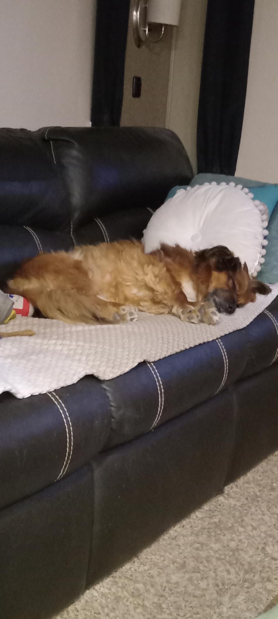 Dog Bark Collar, FAFAFROG Rechargeable Smart Collar, Anti Barking Training Collar with 5 Adjustable Sensitivity Beep Vibration Shock, Bark Collar for Large Medium Small Dogs (Black) customer photo 1