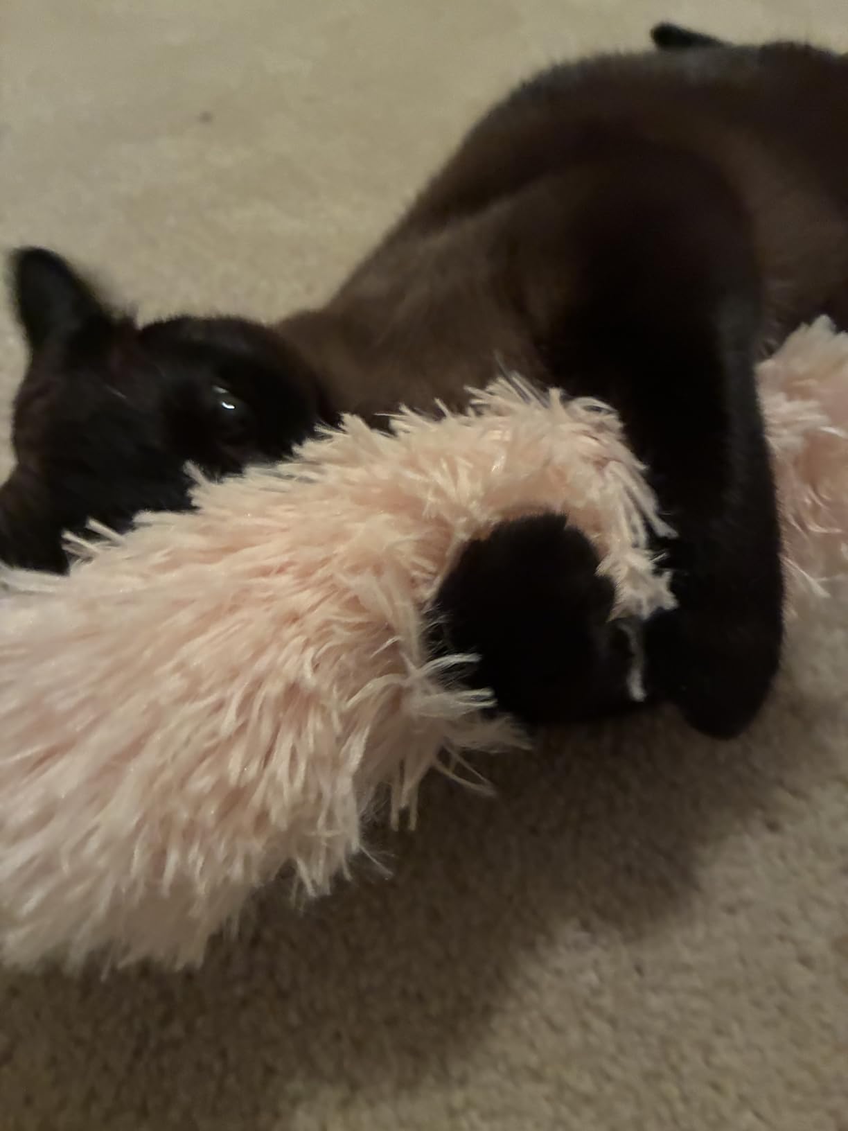 Potaroma Cat Toys Pillows, 3 Pack, Soft and Durable Crinkle Sound with Catnip Inside, Interactive Indoor Kitten Kicker, Promotes Kitty Exercise customer photo 2