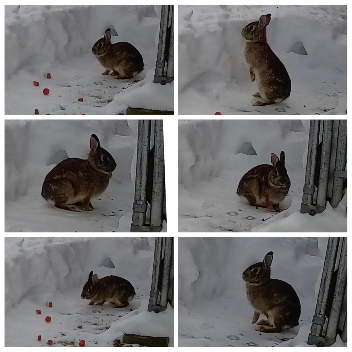 GardePro E5S Trail Camera (Non-Cellular, Non-WiFi), 64MP Photo & 1296P HD Video, 0.1s Trigger, 100ft No-Glow Night Vision, Motion Activated Wildlife Camera customer photo 1