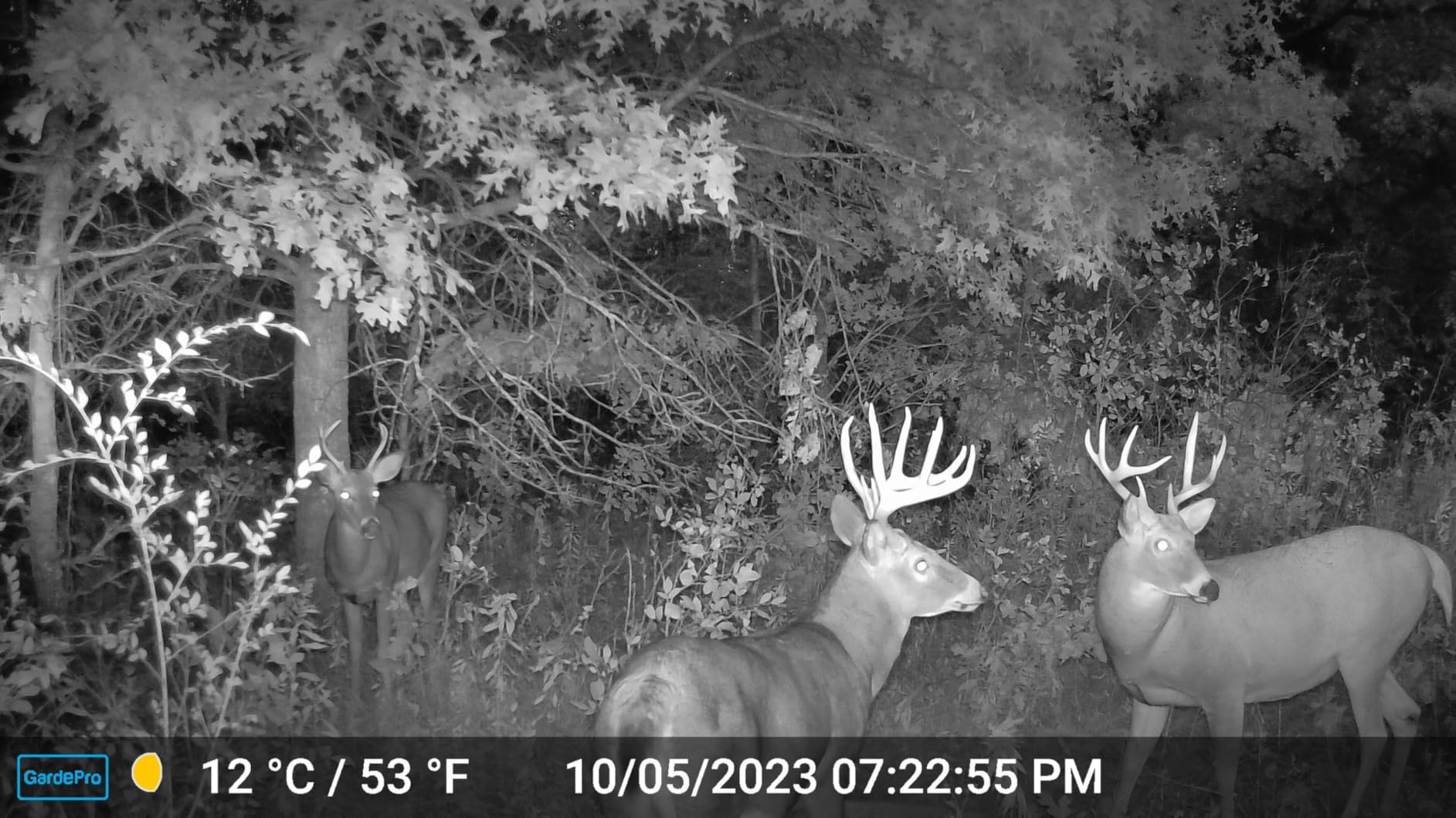 GardePro E5S Trail Camera (Non-Cellular, Non-WiFi), 64MP Photo & 1296P HD Video, 0.1s Trigger, 100ft No-Glow Night Vision, Motion Activated Wildlife Camera customer photo 2