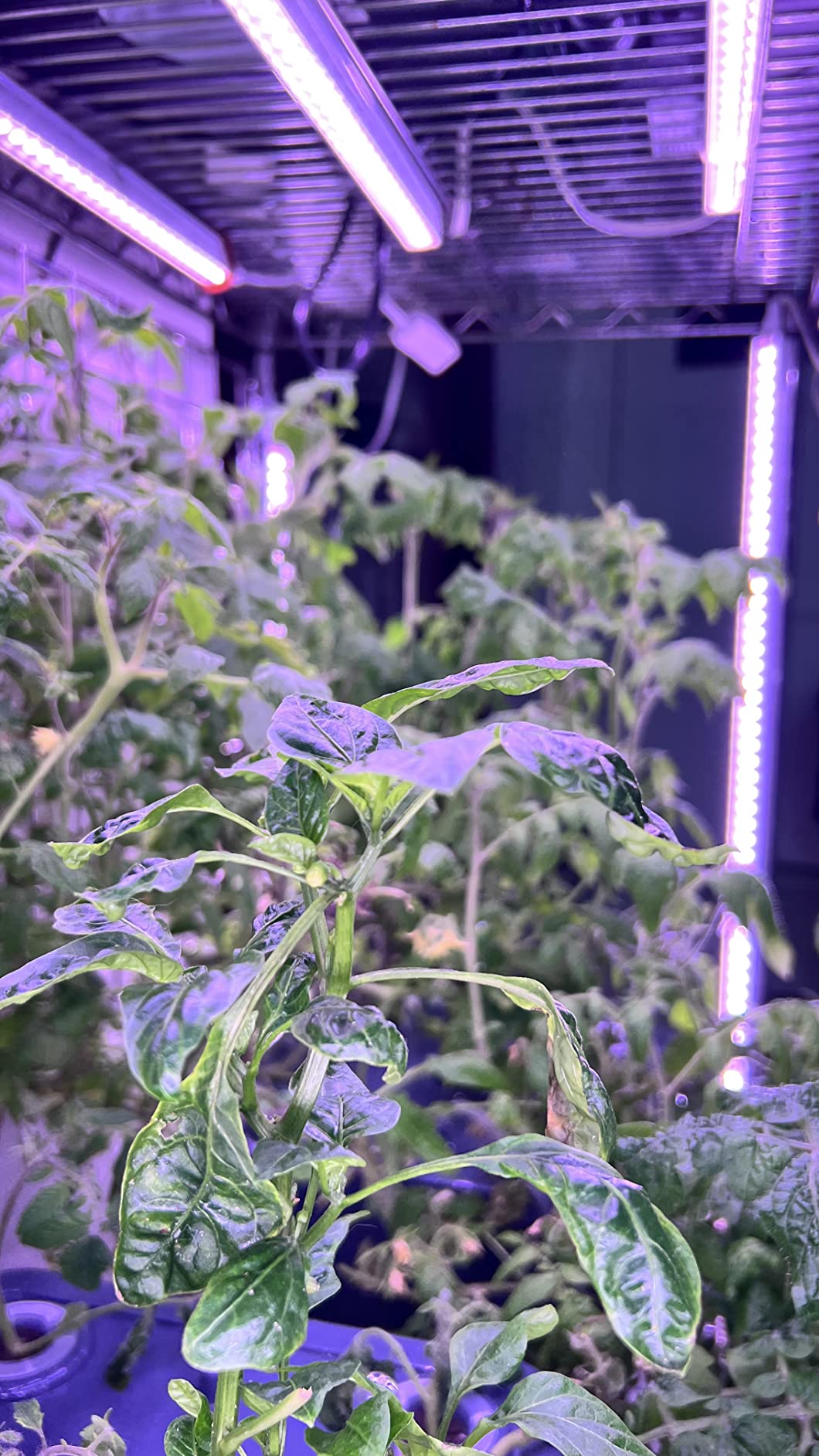 Barrina T5 Grow Lights, 5000K White Full Spectrum LED Grow Light, 2ft 80W (8 x 10W) Plant Grow Lights for Indoor Plants, Plug and Play, 8-Pack customer photo 1