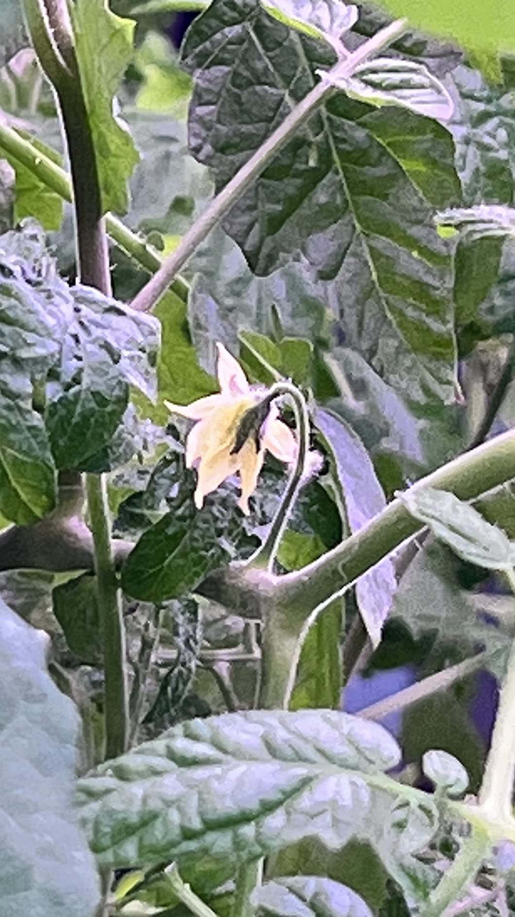 Barrina T5 Grow Lights, 5000K White Full Spectrum LED Grow Light, 2ft 80W (8 x 10W) Plant Grow Lights for Indoor Plants, Plug and Play, 8-Pack customer photo 2