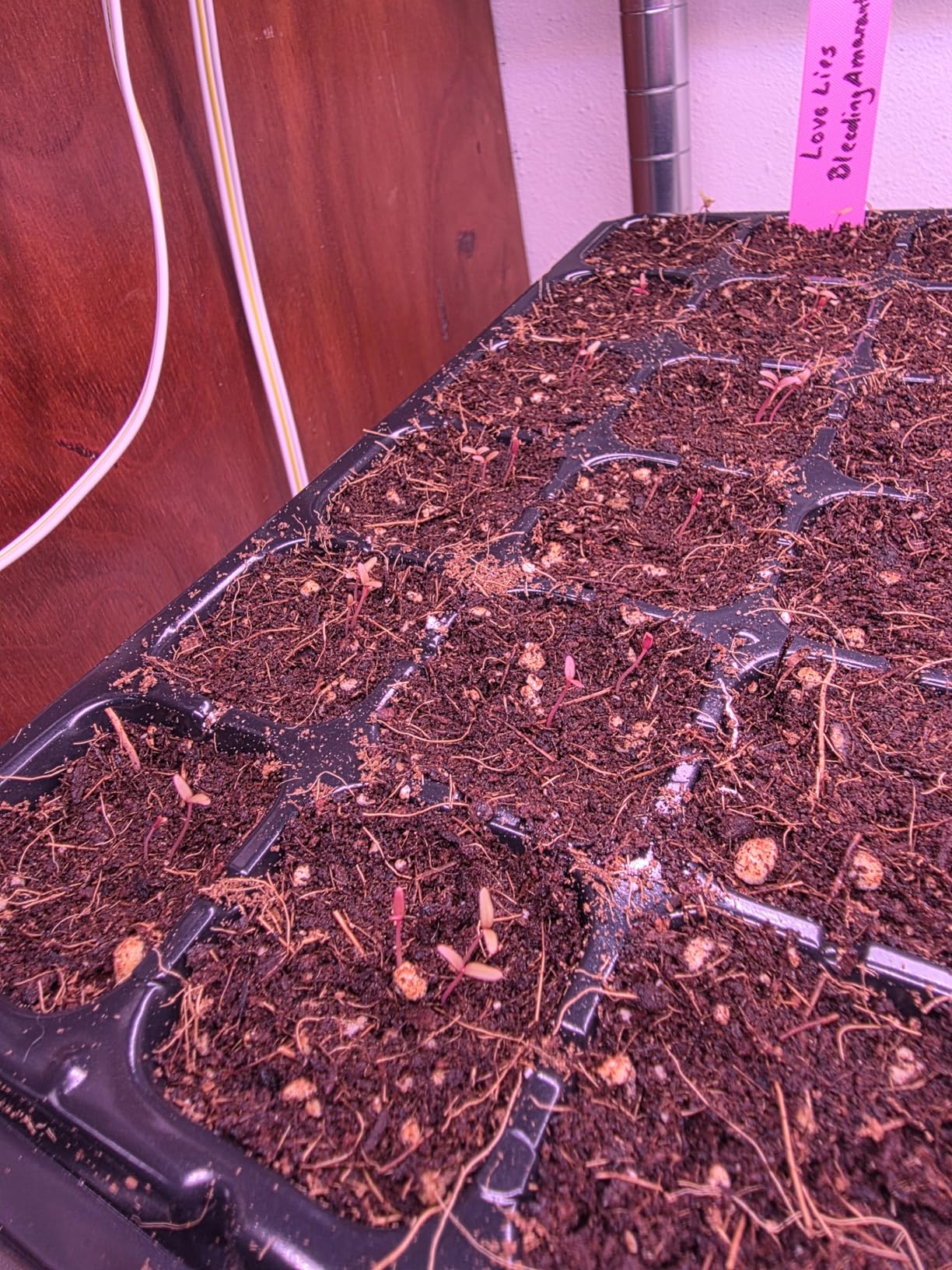 Barrina Plant Grow Lights, 4FT 5000K Full Spectrum Daylight White, 252W(6 x 42W, 1400W Equivalent), T8 LED Grow Light Strips, Growing Lamp Fixture, Plant Lights for Indoor Plants, Greenhouse, 6-Pack customer photo 2