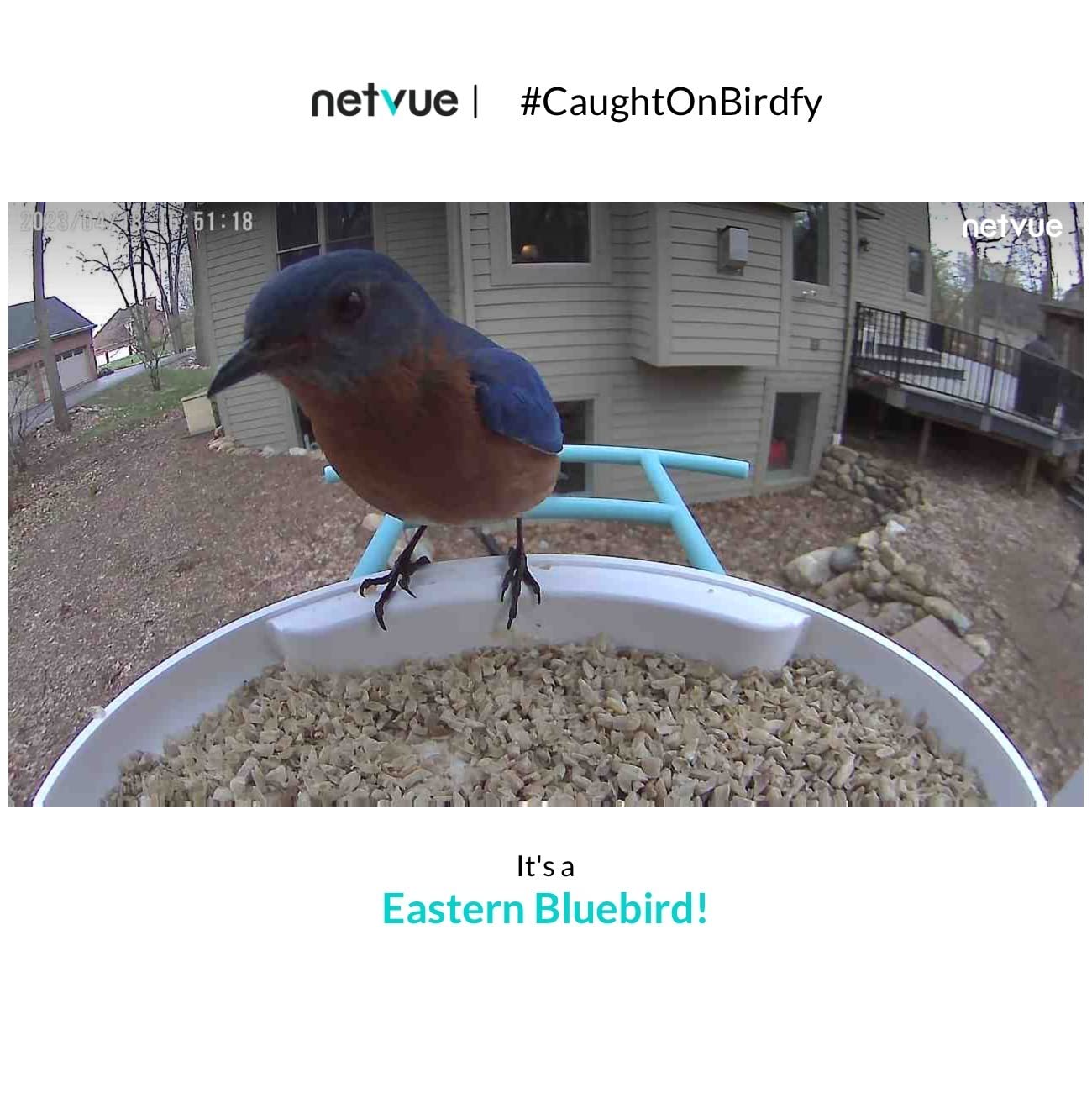 NETVUE by Birdfy Smart Bird Feeder with 2K HD AI Camera Solar Powered, Wireless Wildbird Watching, Live Stream&Color Night Vision, Auto-Capture & Notify, Free Cloud Storage(AI by Subscription) customer photo 1